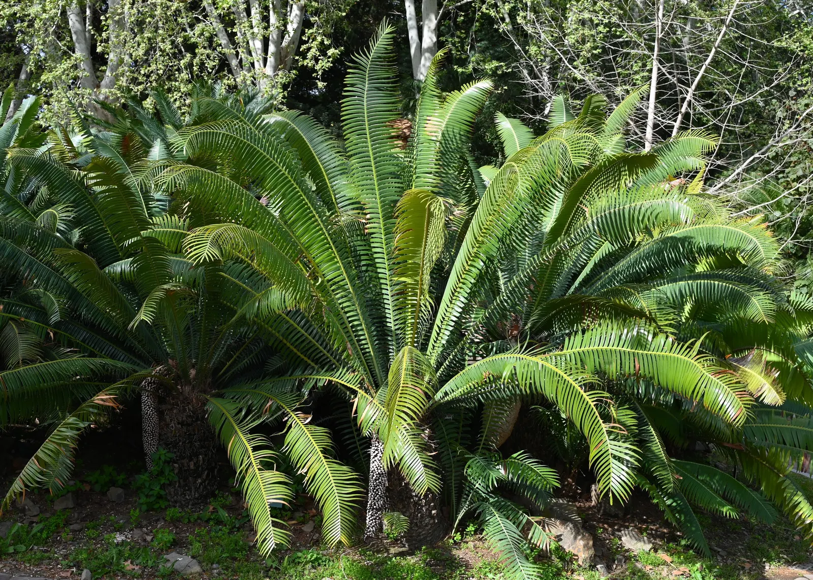 Giant Dioon (Dioon Spinulosum) — These leaves form a rosette pattern creating a symmetrical and architectural silhouette