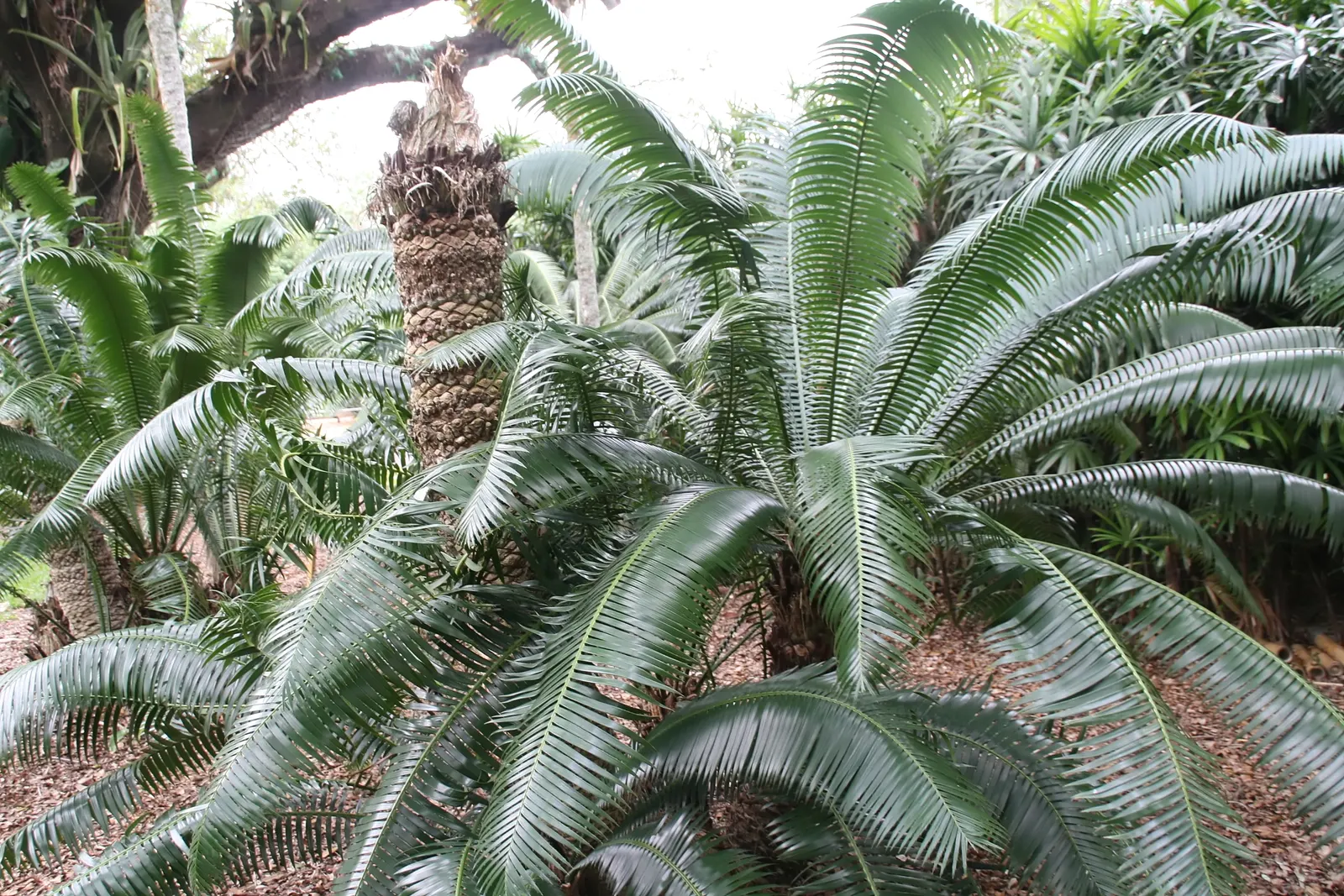 Giant Dioon (Dioon Spinulosum) — The Giant Dioon (Dioon spinulosum), a slow-growing cycad, is a focal point for xeriscapes; once established, it's, image 67