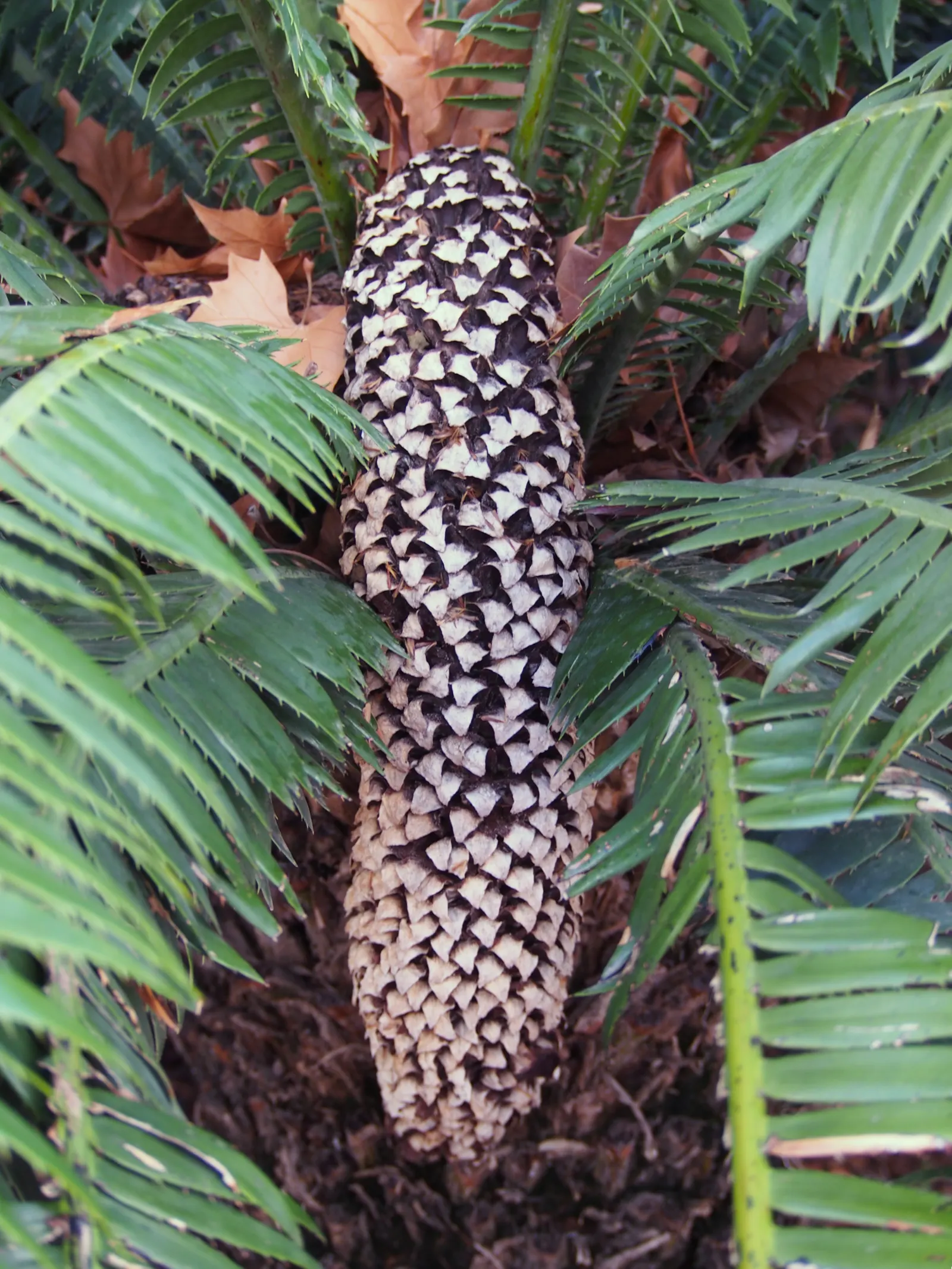 Giant Dioon (Dioon Spinulosum) — These leaves form a rosette pattern creating a symmetrical and architectural silhouette; palm for half, image 57