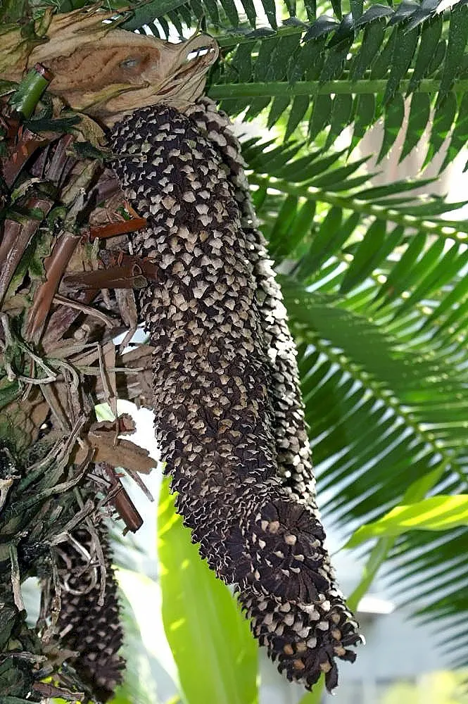 Giant Dioon (Dioon Spinulosum) — the Giant Dioon is a splendid choice; its textured, blue-green leaves add architectural interest, image 64