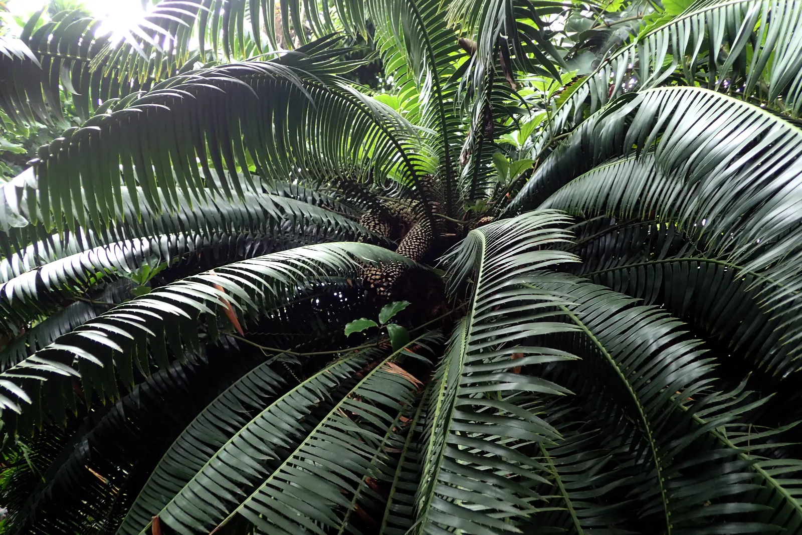 Giant Dioon (Dioon Spinulosum) — an impressive species of cycad native to Eastern Mexico; mature size reaches up to 15 feet tall, with feathery fronds