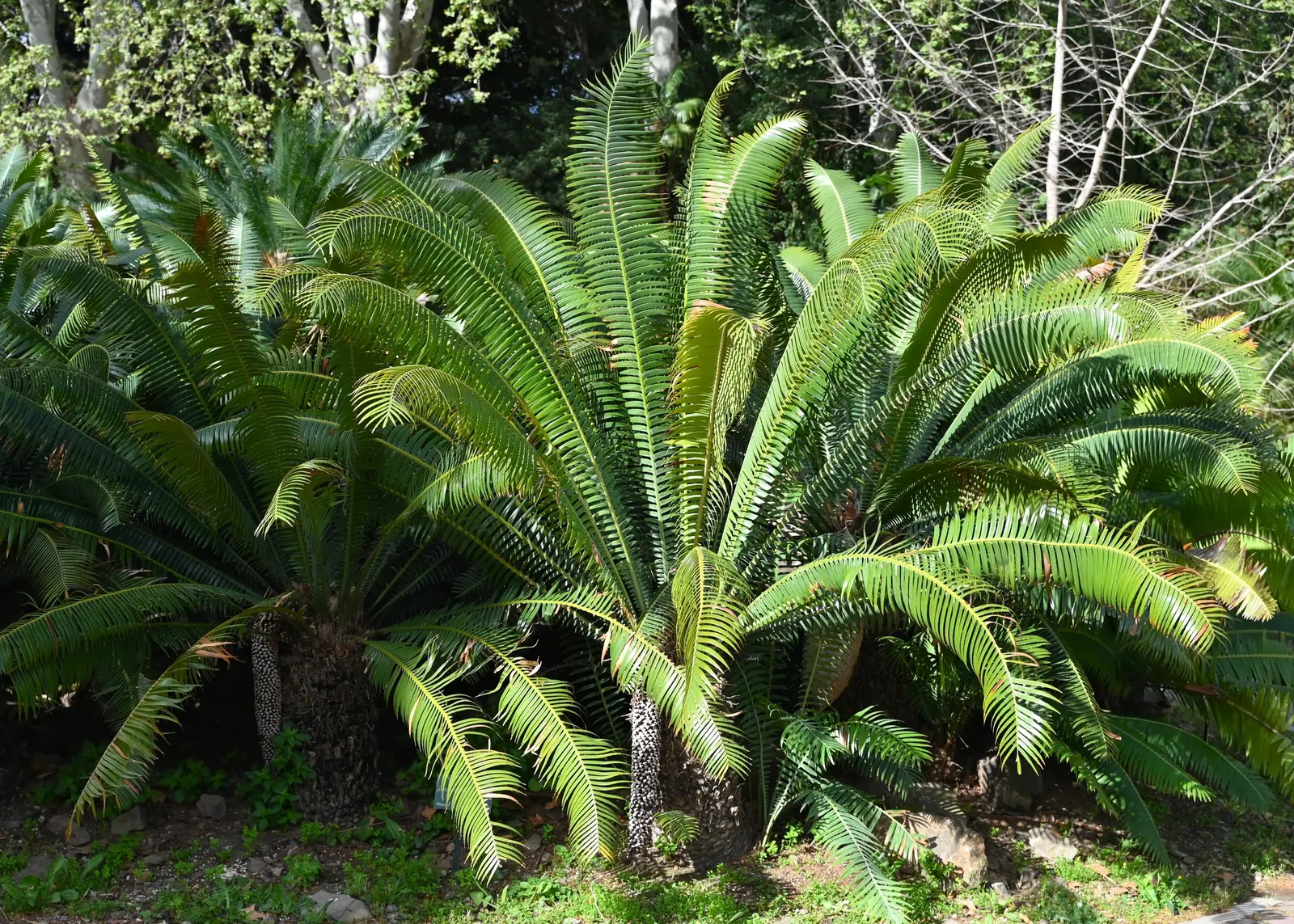 Giant Dioon (Dioon Spinulosum) — but should be protected from frost