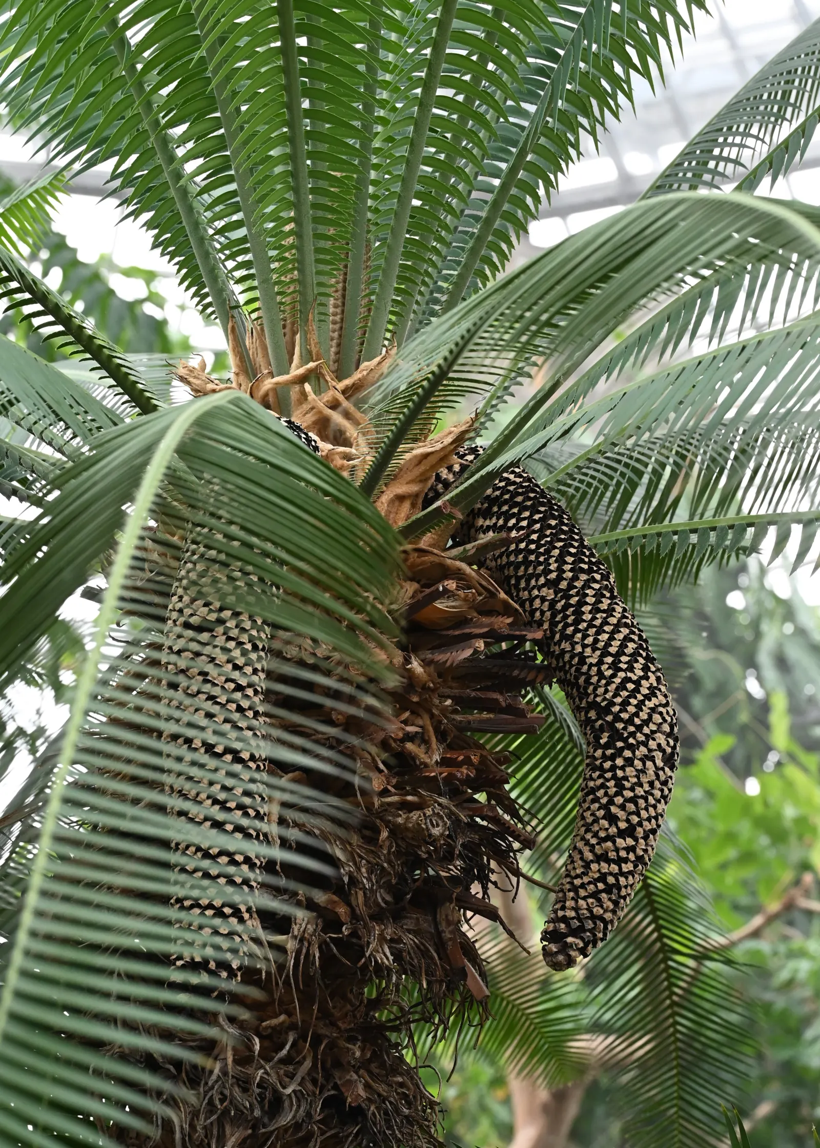 Giant Dioon (Dioon Spinulosum) — Plant with caution, as its leaves are sharp and it's toxic if ingested; owing to its prehistoric adaptations, image 72