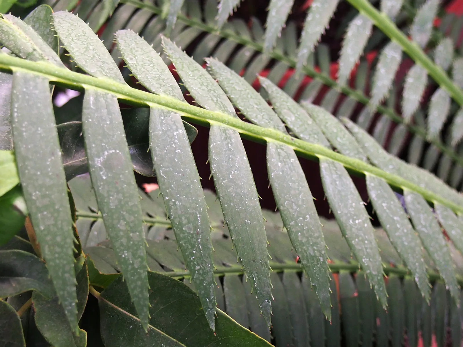 Giant Dioon (Dioon Spinulosum) — this cycad prefers full to partial sun exposure and requires well-drained soil for optimal health