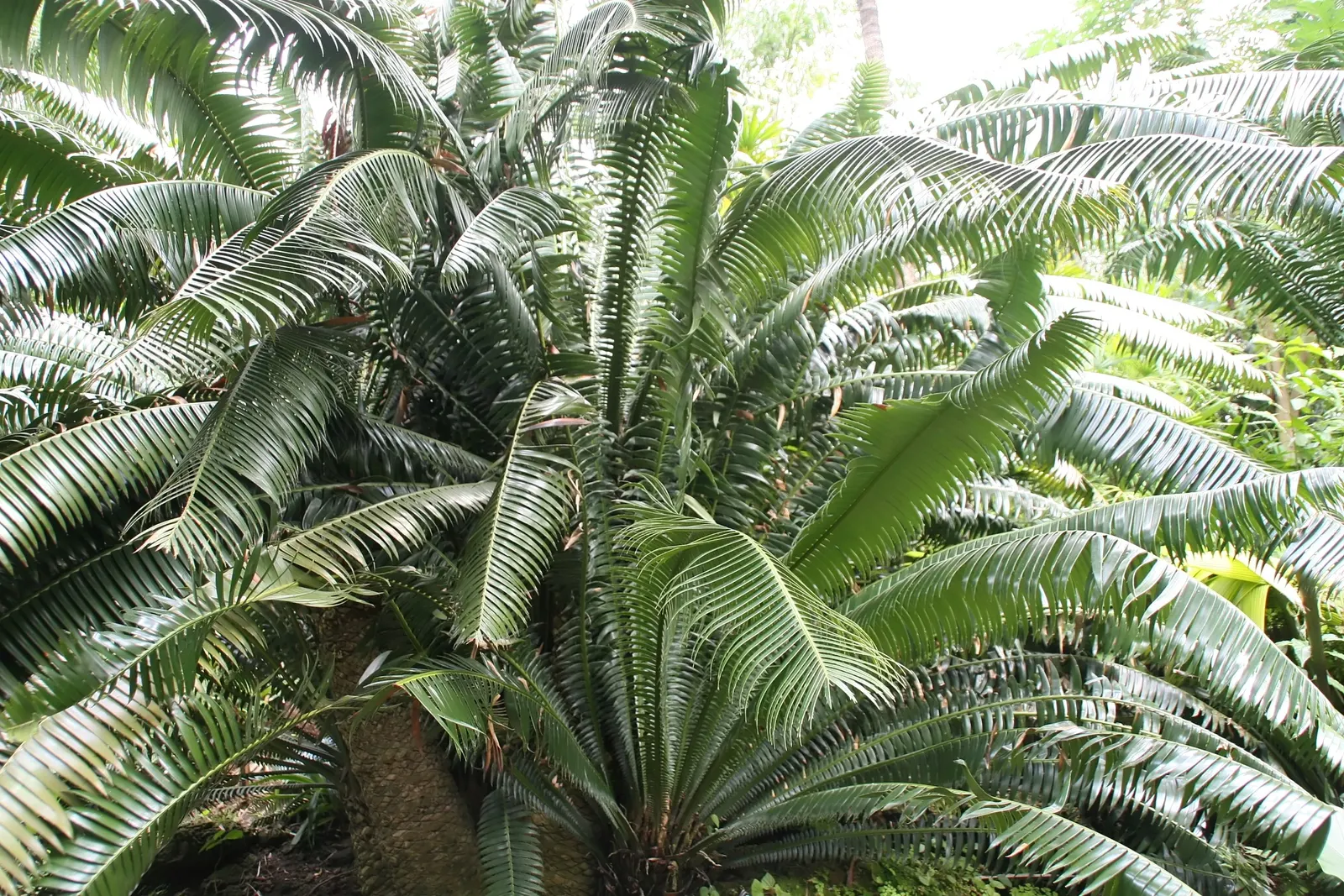 Giant Dioon (Dioon Spinulosum) — is an ancient plant type that provides a distinctive prehistoric character to any landscape; this ornamental, image 74