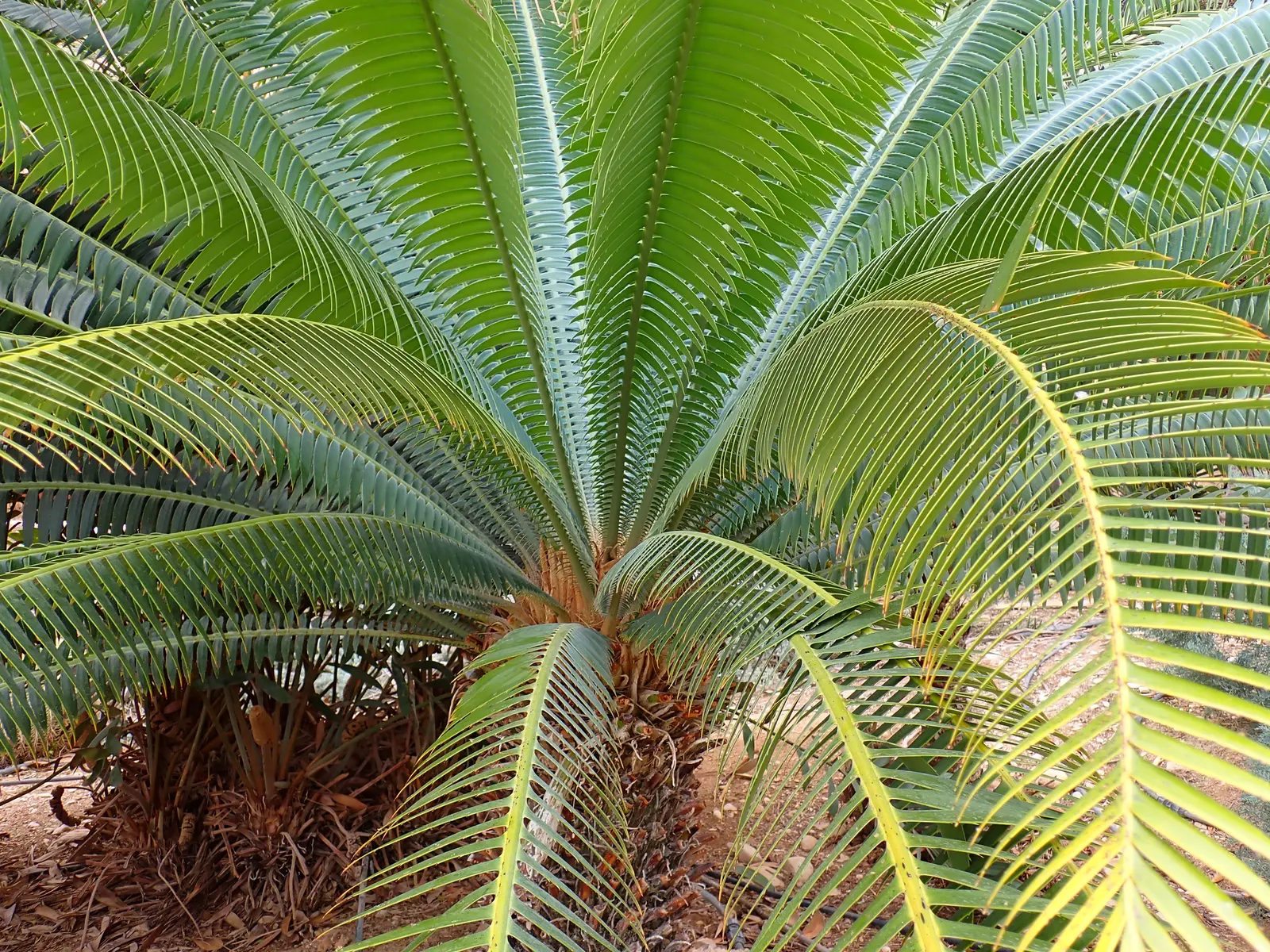 Giant Dioon (Dioon Spinulosum) — This ornamental perennial is renowned for its robust