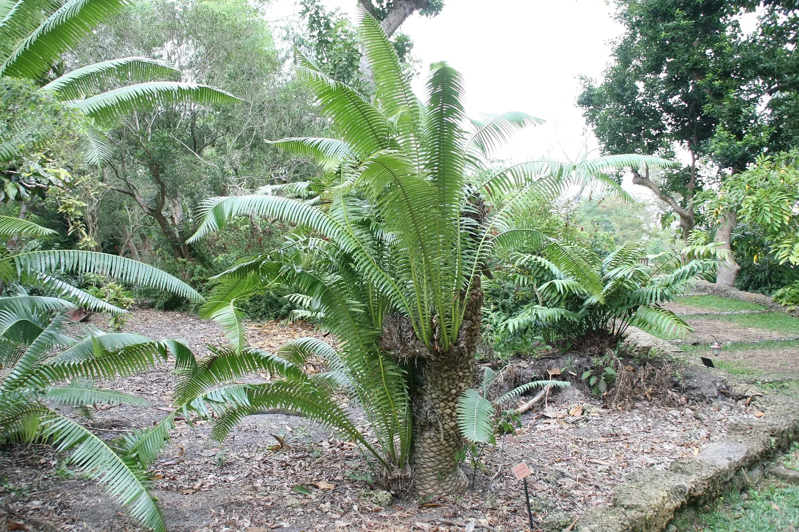 Giant Dioon (Dioon Spinulosum) — These leaves form a rosette pattern creating a symmetrical and architectural silhouette; palm for half
