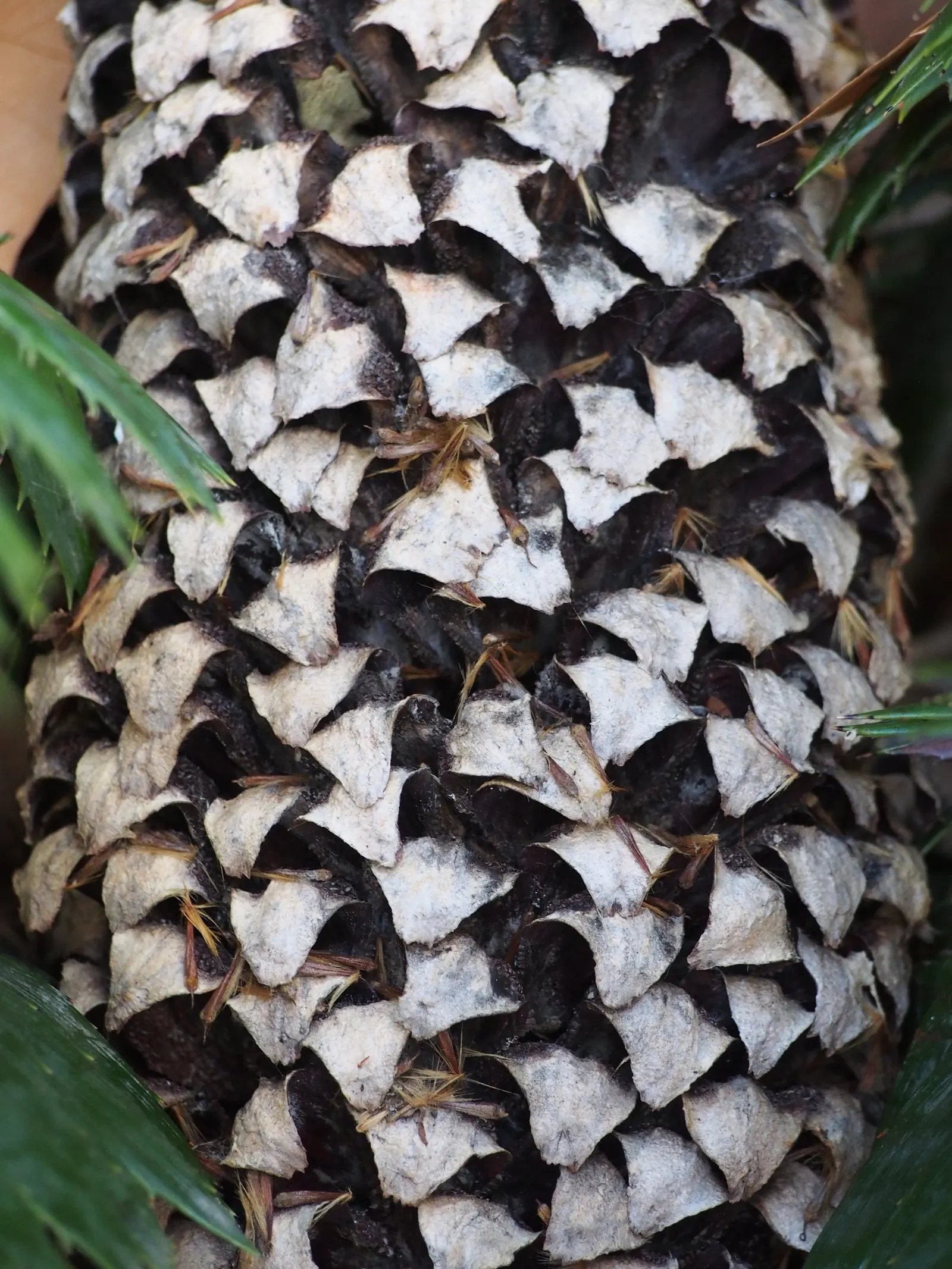 Giant Dioon (Dioon Spinulosum) — The Giant Dioon (Dioon spinulosum), a slow-growing cycad, is a focal point for xeriscapes
