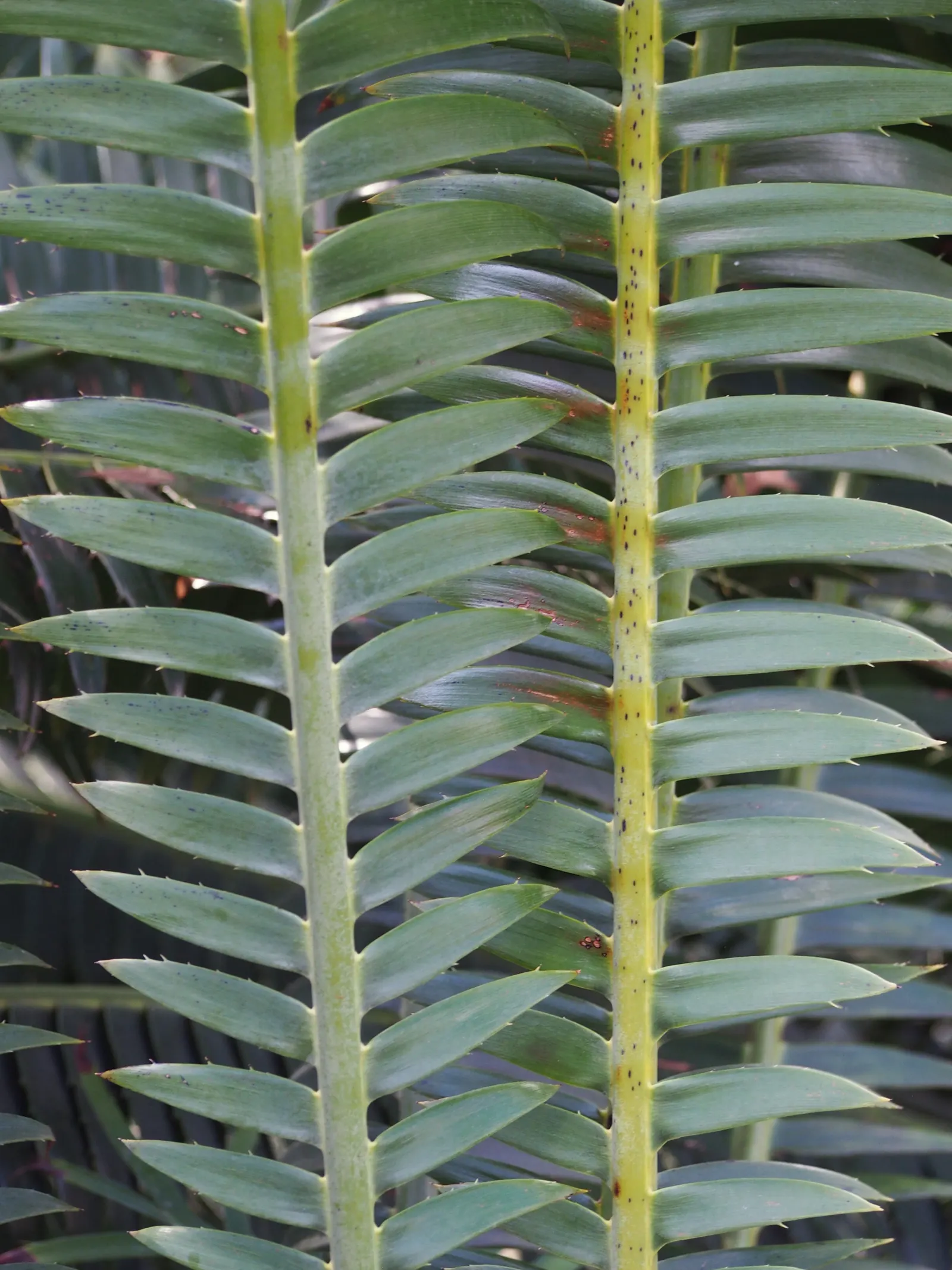 Giant Dioon (Dioon Spinulosum) — It has excellent drought tolerance once established; this cycad not only endures through time but also provides a year-round
