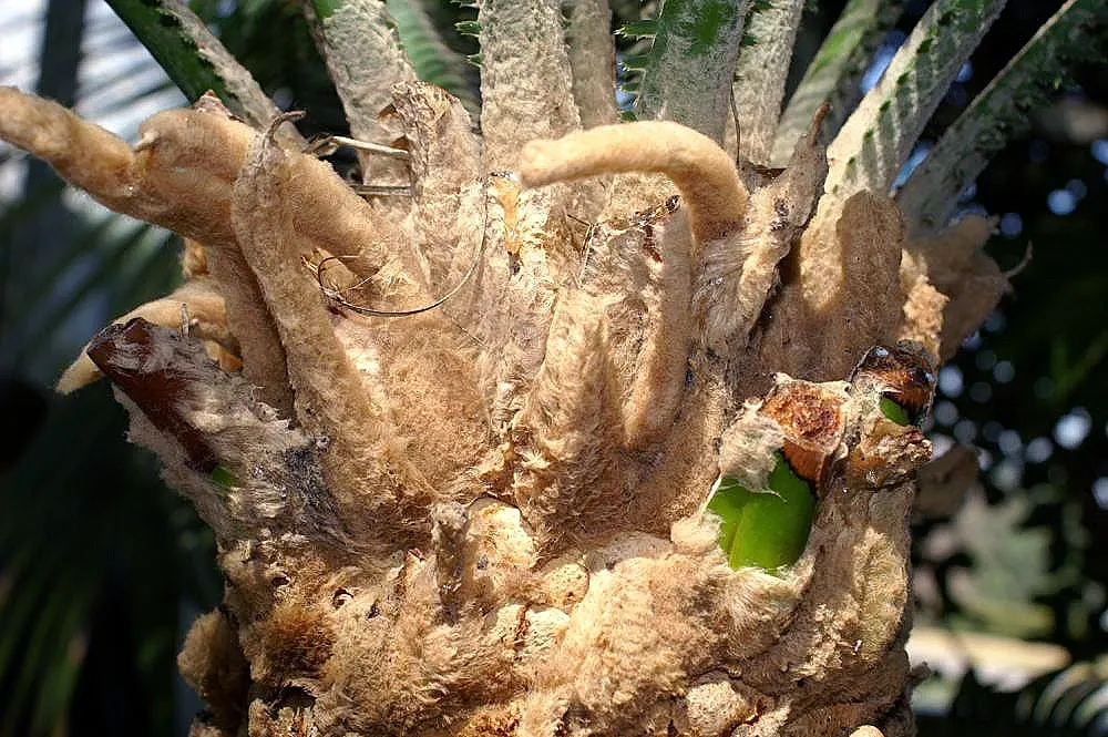 Giant Dioon (Dioon Spinulosum) — The Giant Dioon (Dioon spinulosum), a slow-growing cycad, is a focal point for xeriscapes; once established, it's