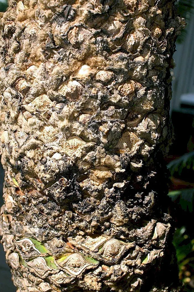 Giant Dioon (Dioon Spinulosum) — this conversation-starter requires minimal maintenance