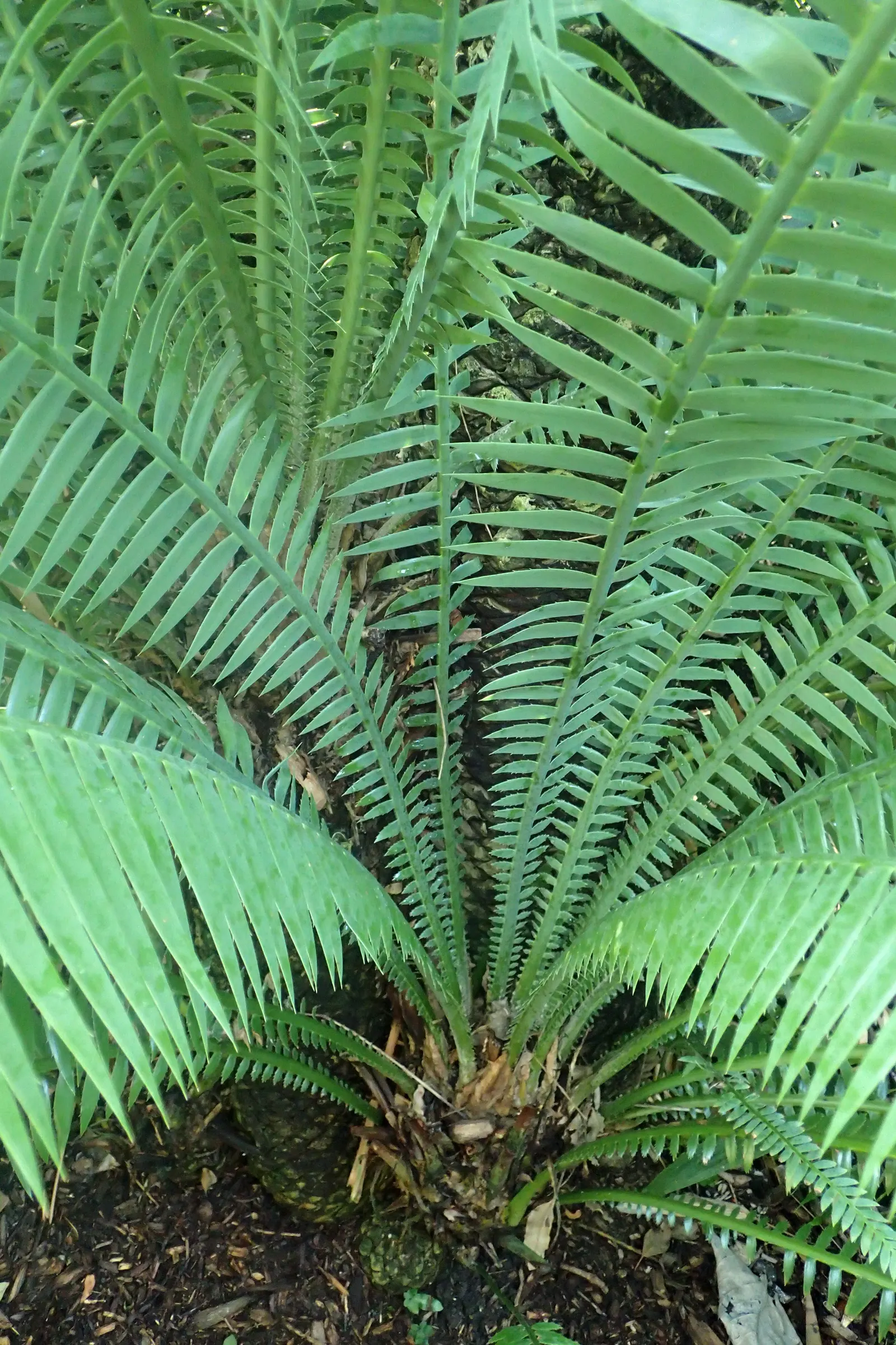 Giant Dioon (Dioon Spinulosum) — Its textured, blue-green leaves add architectural interest; palm-like appearance and can reach a height of 12 to, image 71