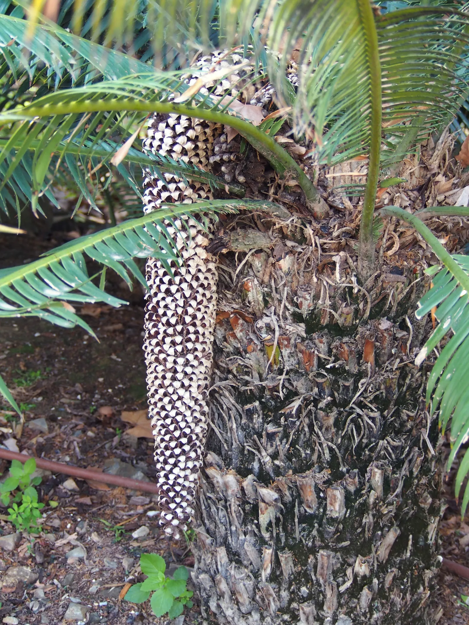 Giant Dioon (Dioon Spinulosum) — though patience is necessary to appreciate its full grandeur.<br><br>Thriving in USDA hardiness zones 9 to 11