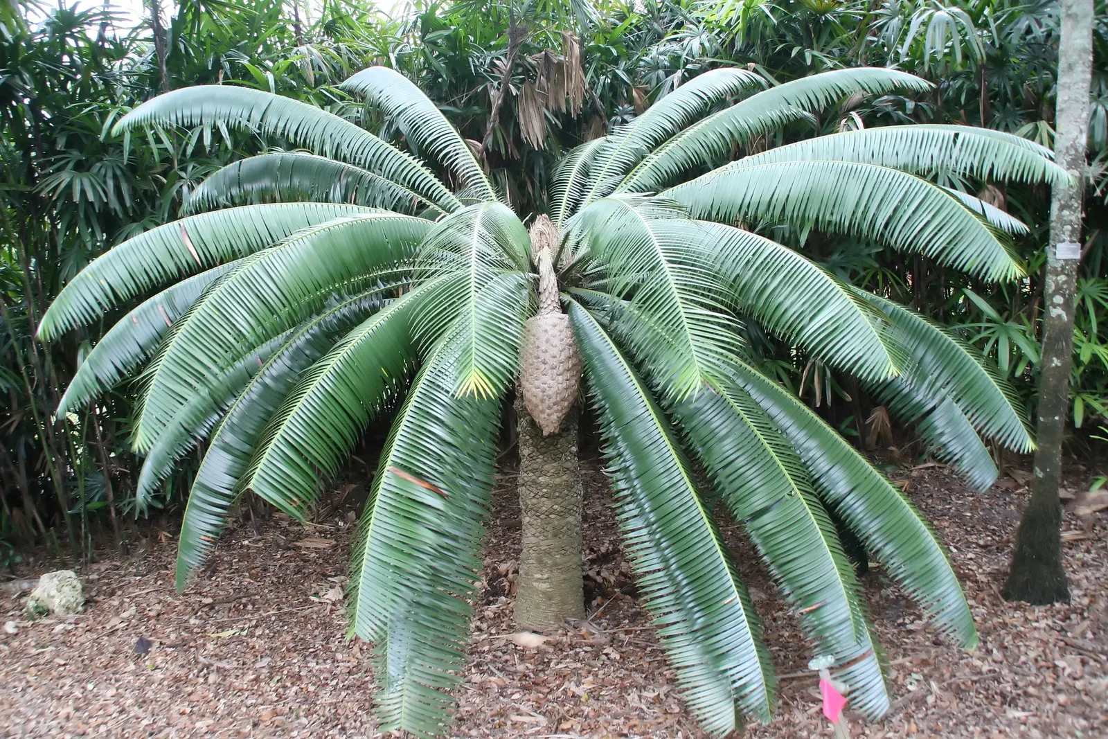 Giant Dioon (Dioon Spinulosum) — palm for half; this conversation-starter requires minimal maintenance