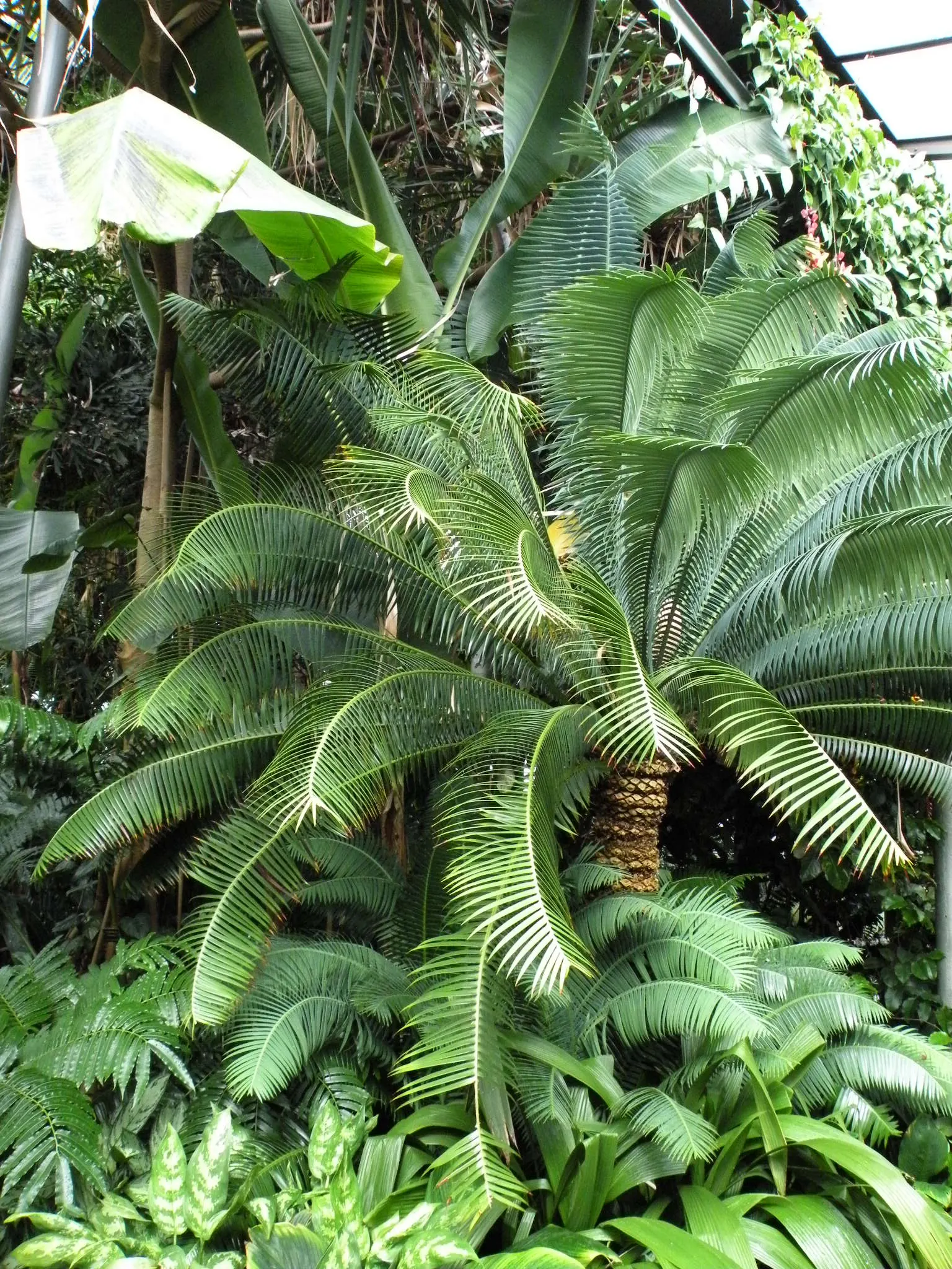Giant Dioon (Dioon Spinulosum) — this cycad prefers full to partial sun exposure and requires well-drained soil for optimal health; though patience is