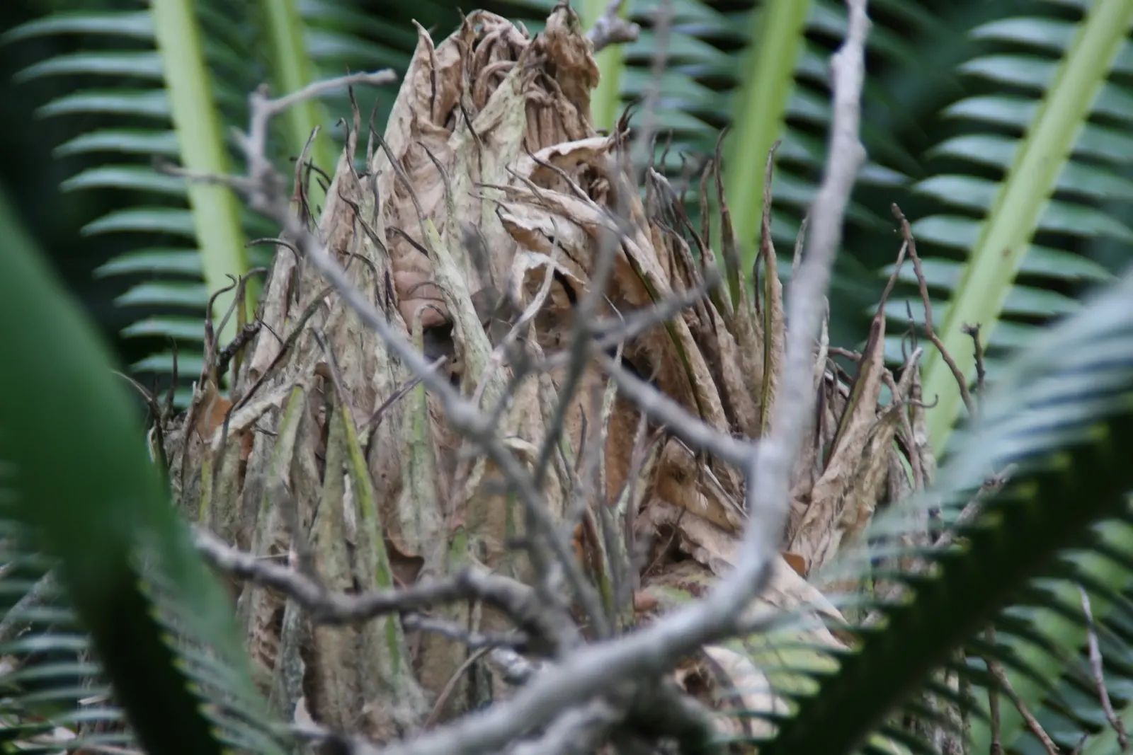 Giant Dioon (Dioon Spinulosum) — palm for half