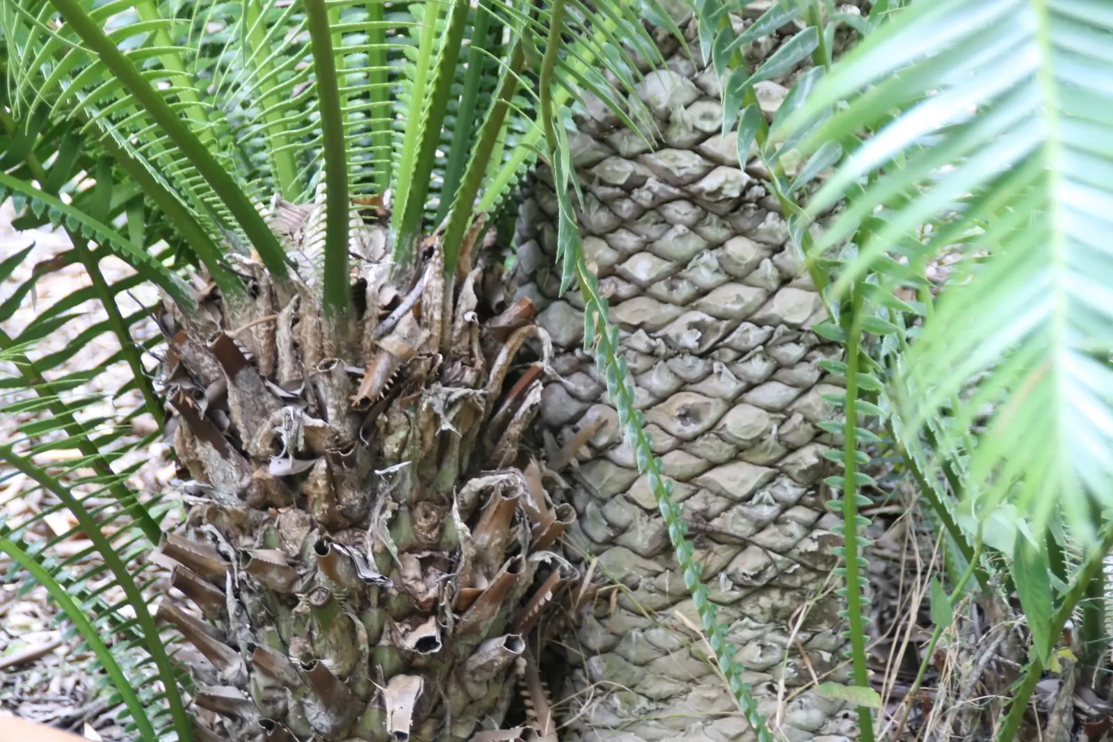 Giant Dioon (Dioon Spinulosum) — These leaves form a rosette pattern creating a symmetrical and architectural silhouette; palm for half, image 79