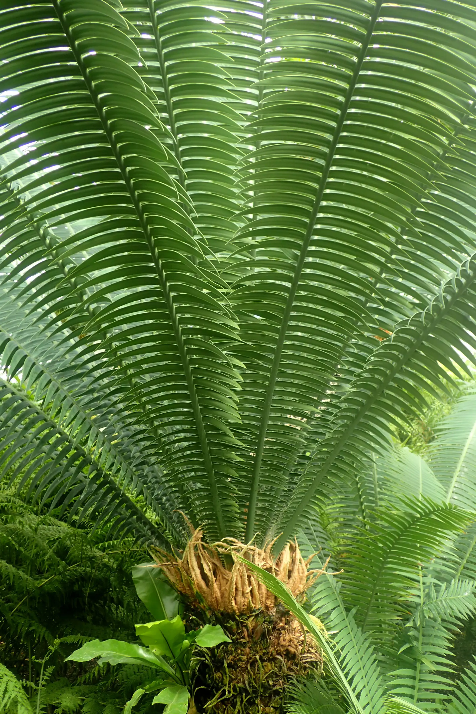Giant Dioon (Dioon Spinulosum) — but should be protected from frost; these leaves form a rosette pattern creating a symmetrical and architectural silhouette