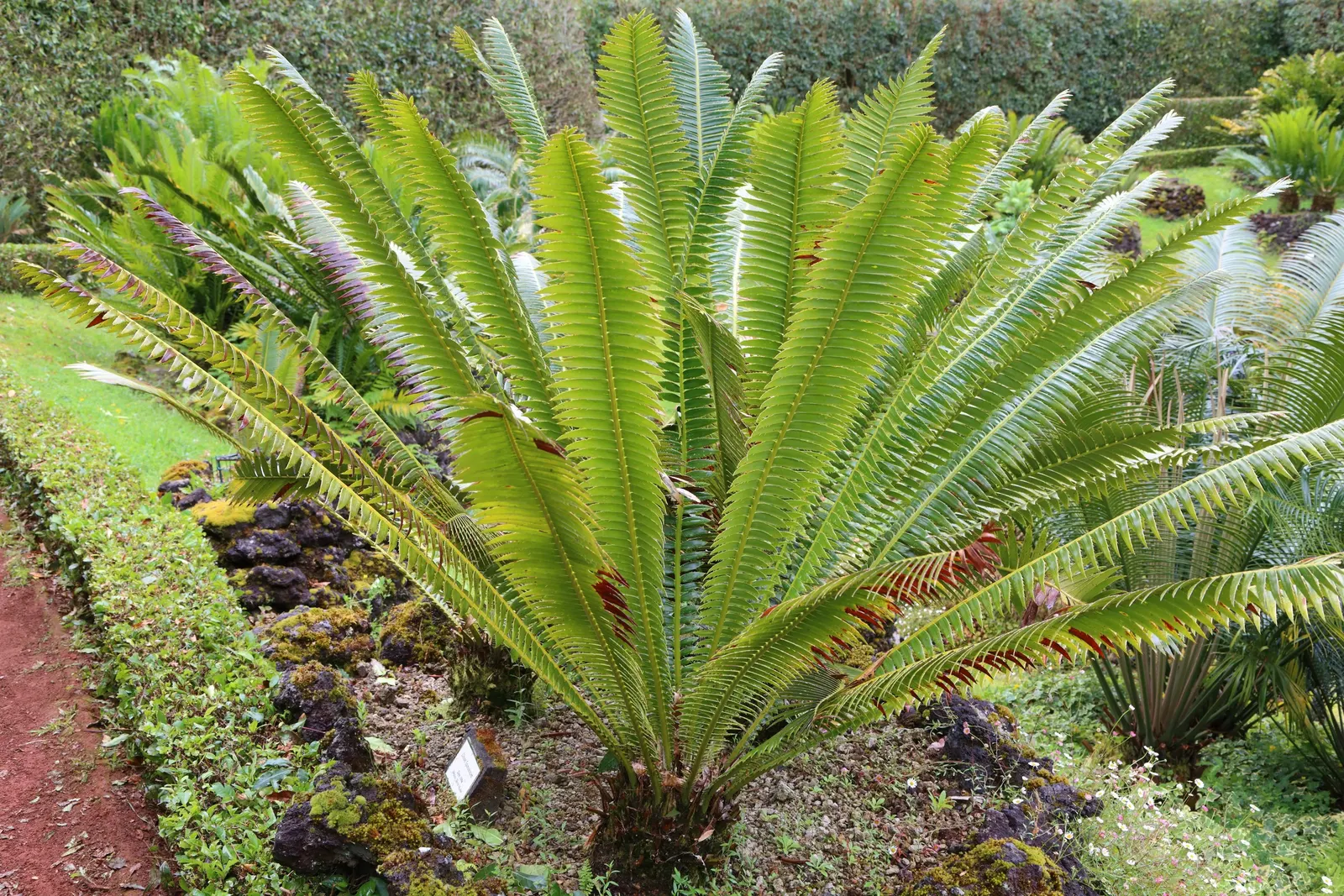 Giant Dioon (Dioon Spinulosum) — From this trunk extends an array of stiff; is an ancient plant type that provides a distinctive prehistoric, image 55