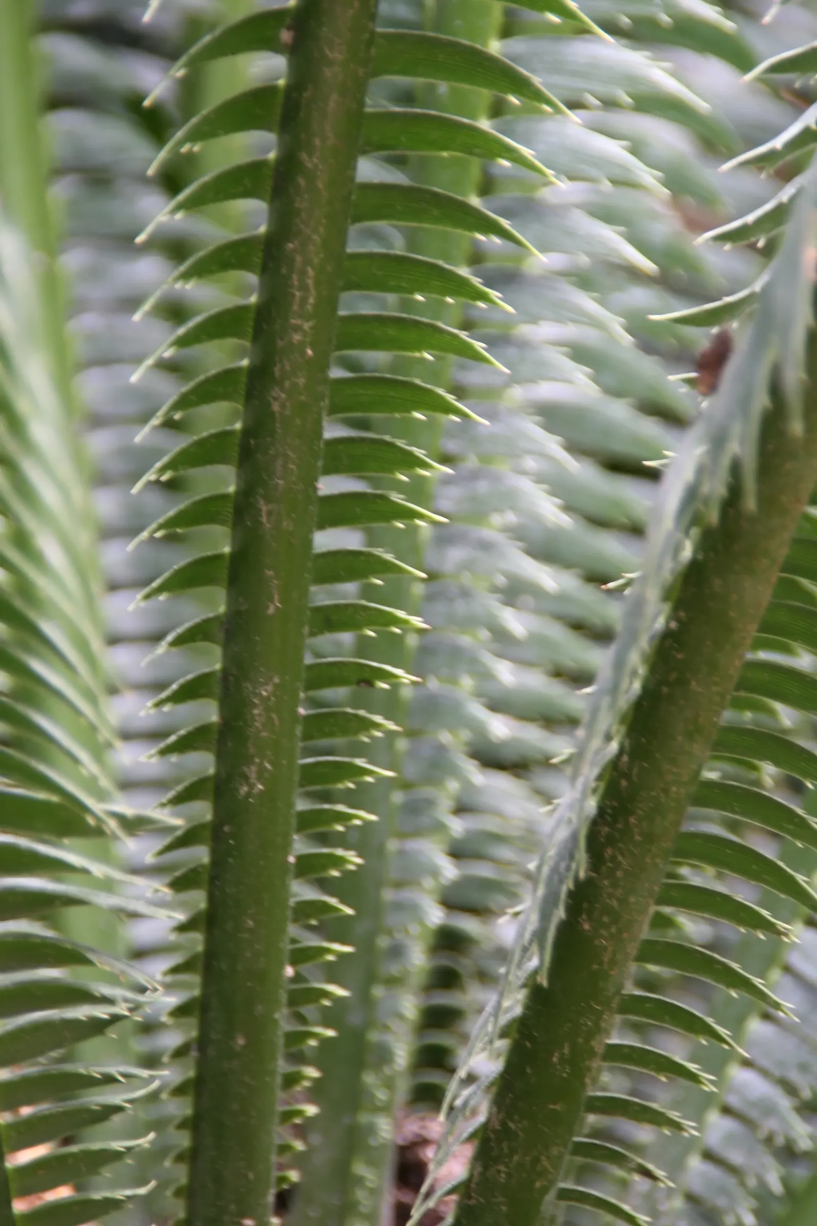 Giant Dioon (Dioon Spinulosum) — palm for half; this conversation-starter requires minimal maintenance, image 66