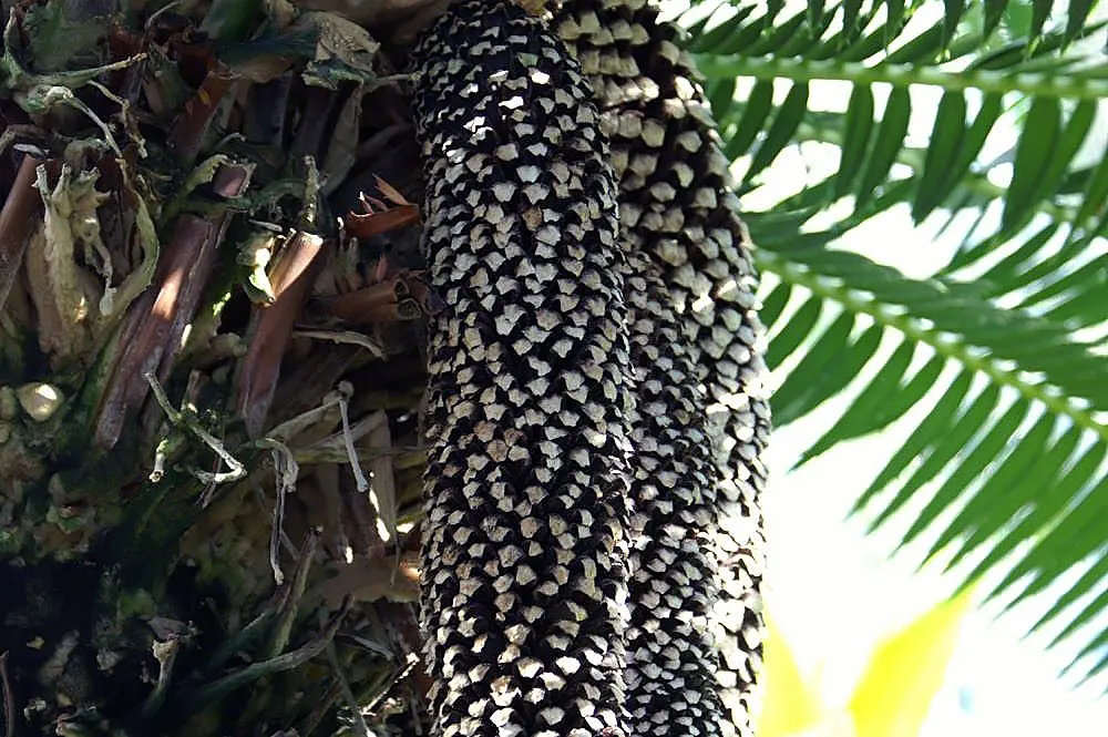Giant Dioon (Dioon Spinulosum) — This ornamental perennial is renowned for its robust; it has excellent drought tolerance once established, image 75