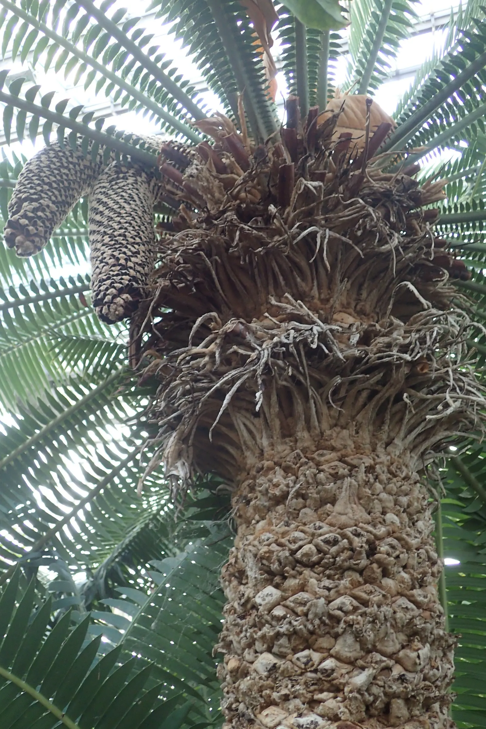 Giant Dioon (Dioon Spinulosum) — Plant with caution, as its leaves are sharp and it's toxic if ingested; owing to its prehistoric adaptations