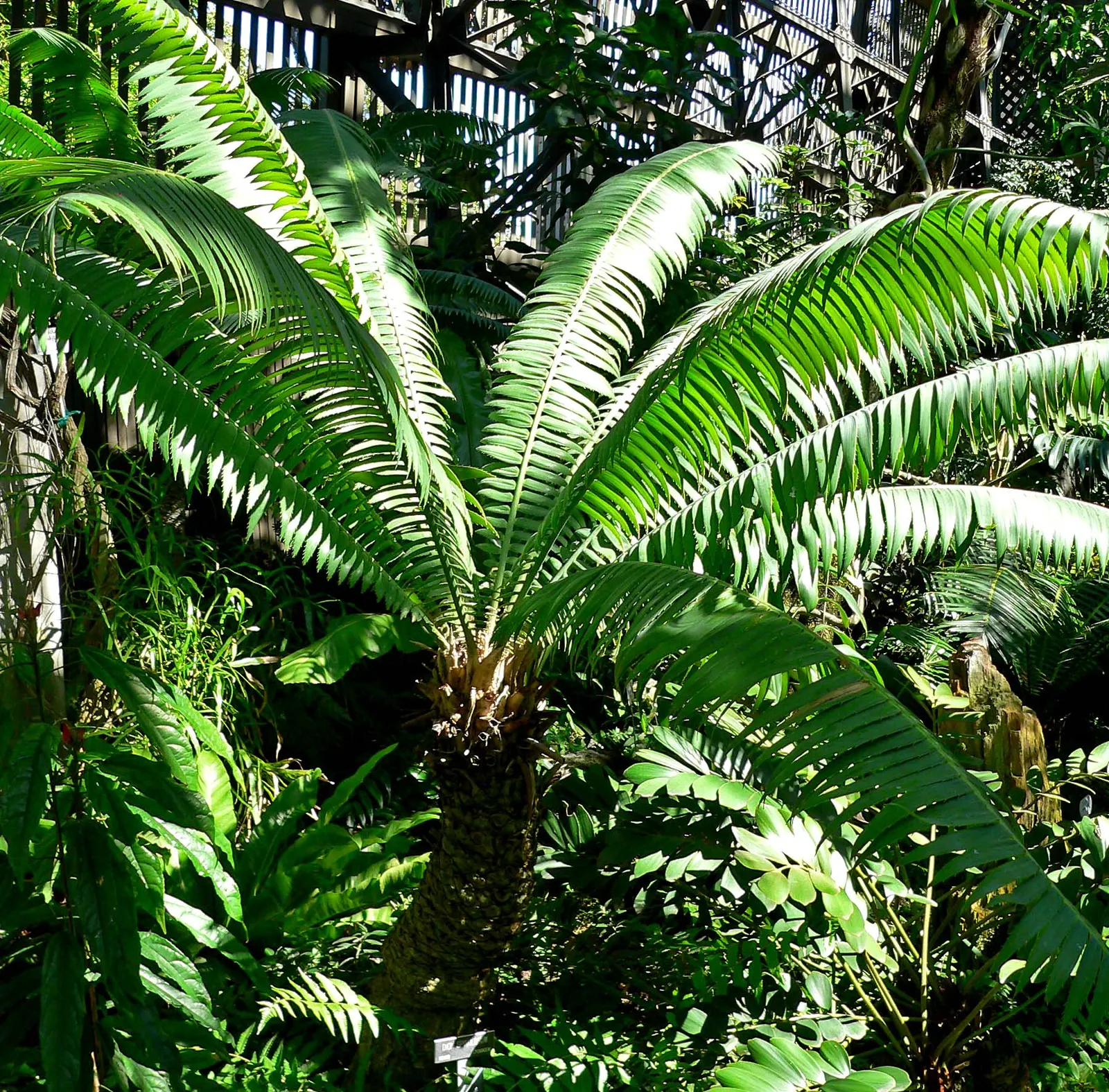 Giant Dioon (Dioon Spinulosum) — blue-green leaves that are highly textured with sharp leaflets; this cycad prefers full to partial sun exposure and requires
