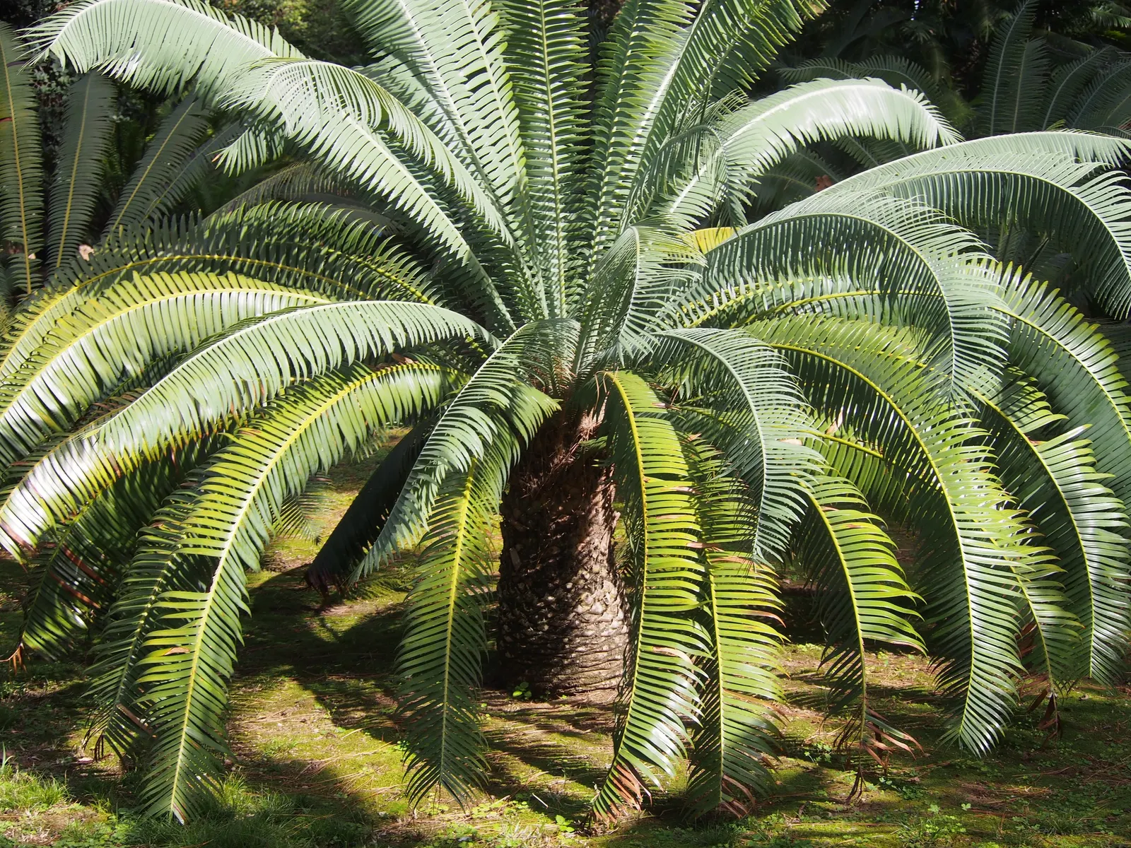 Giant Dioon (Dioon Spinulosum) — Preferring full sun to partial shade, it thrives in USDA zones 9-11; but should be protected from frost, image 47