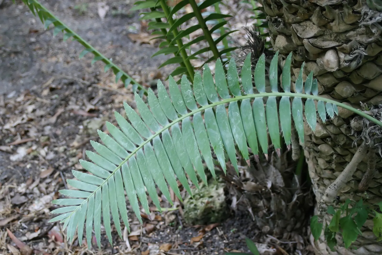 Giant Dioon (Dioon Spinulosum) — palm-like appearance and can reach a height of 12 to 15 feet with a similar canopy spread; the Giant Dioon (Dioon spinulosum)