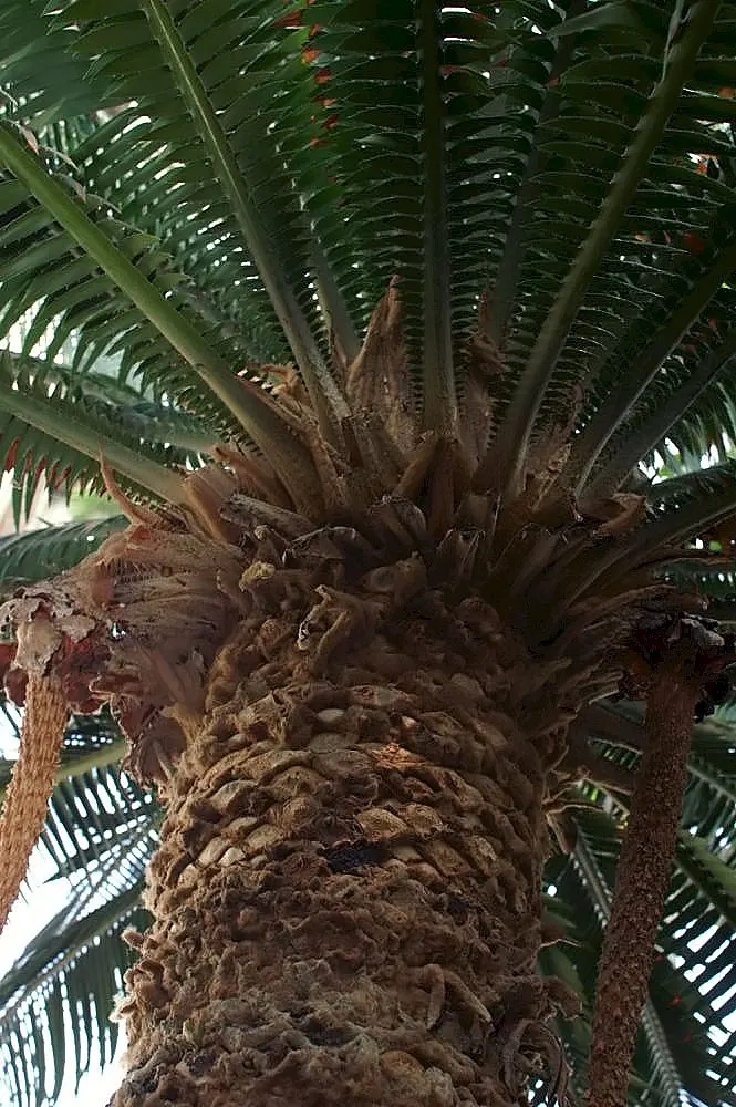 Giant Dioon (Dioon Spinulosum) — the Giant Dioon is a splendid choice; its textured, blue-green leaves add architectural interest