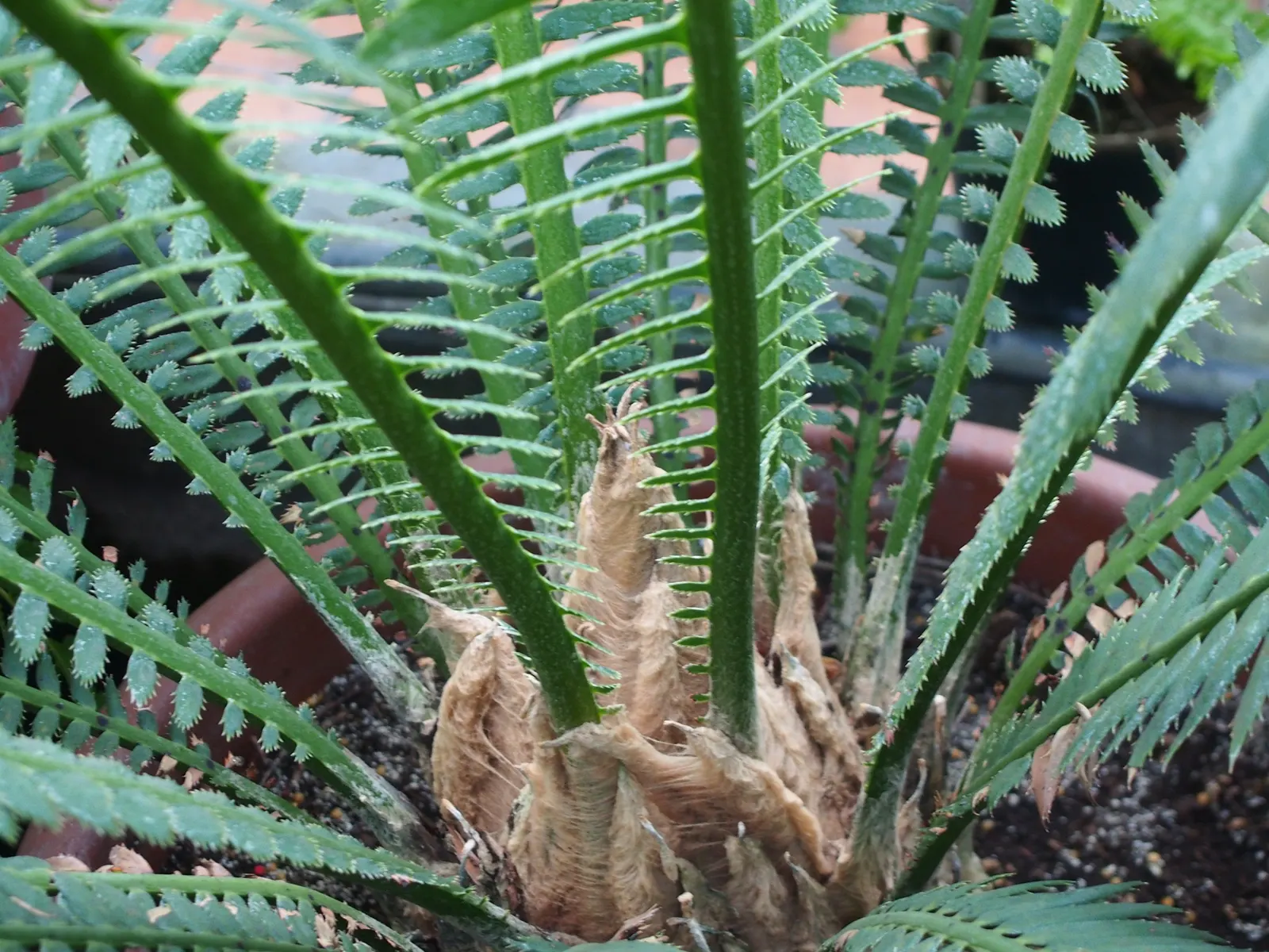 Giant Dioon (Dioon Spinulosum) — owing to its prehistoric adaptations; plant with caution, as its leaves are sharp and it's toxic if ingested