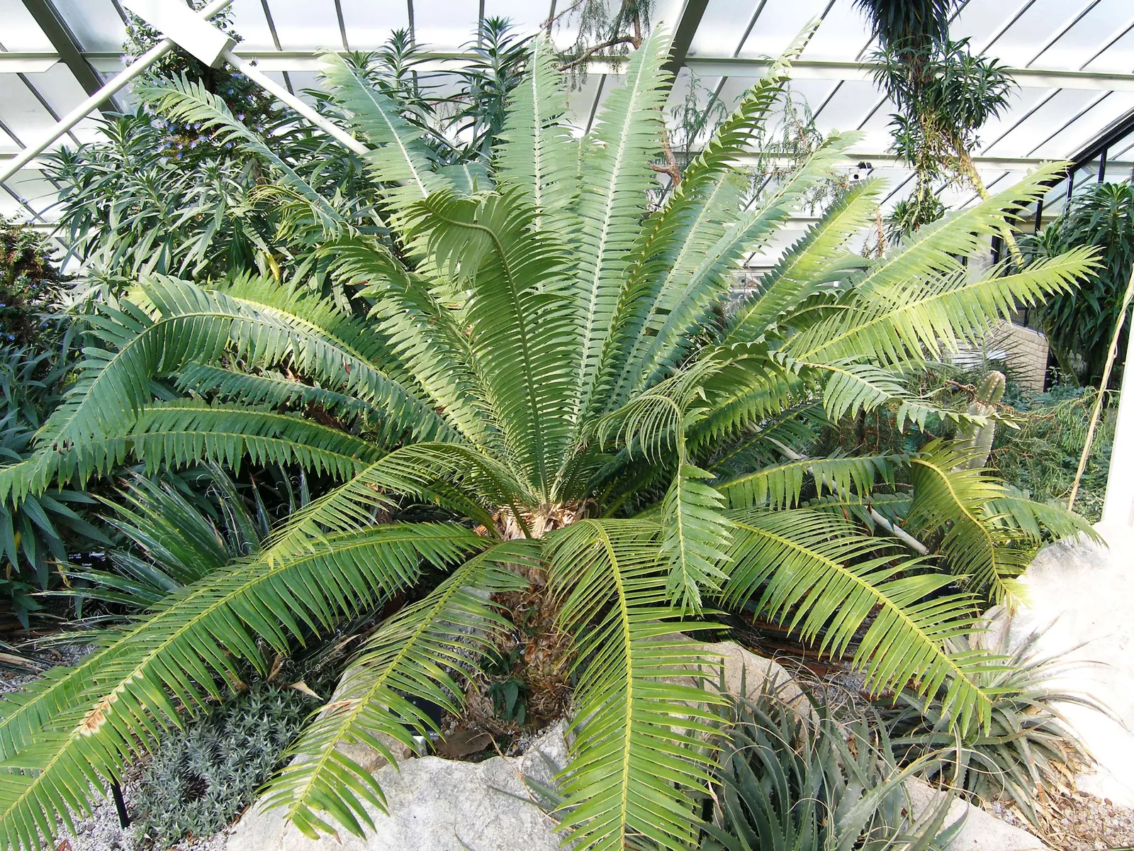 Giant Dioon (Dioon Spinulosum) — From this trunk extends an array of stiff; is an ancient plant type that provides a distinctive prehistoric character to any