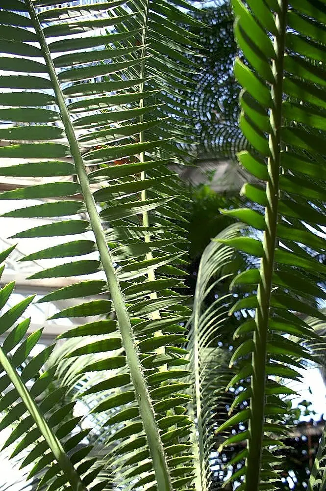 Giant Dioon (Dioon Spinulosum) — Mature size reaches up to 15 feet tall, with feathery fronds extending 6 feet