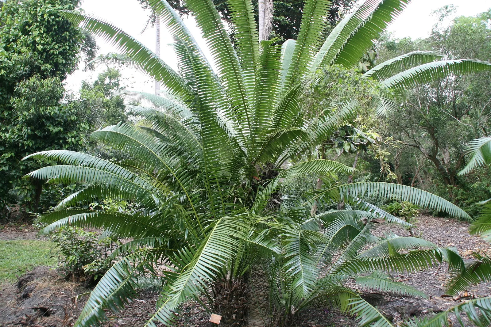 Giant Dioon (Dioon Spinulosum) — an impressive species of cycad native to Eastern Mexico; mature size reaches up to 15 feet tall, with feathery, image 51