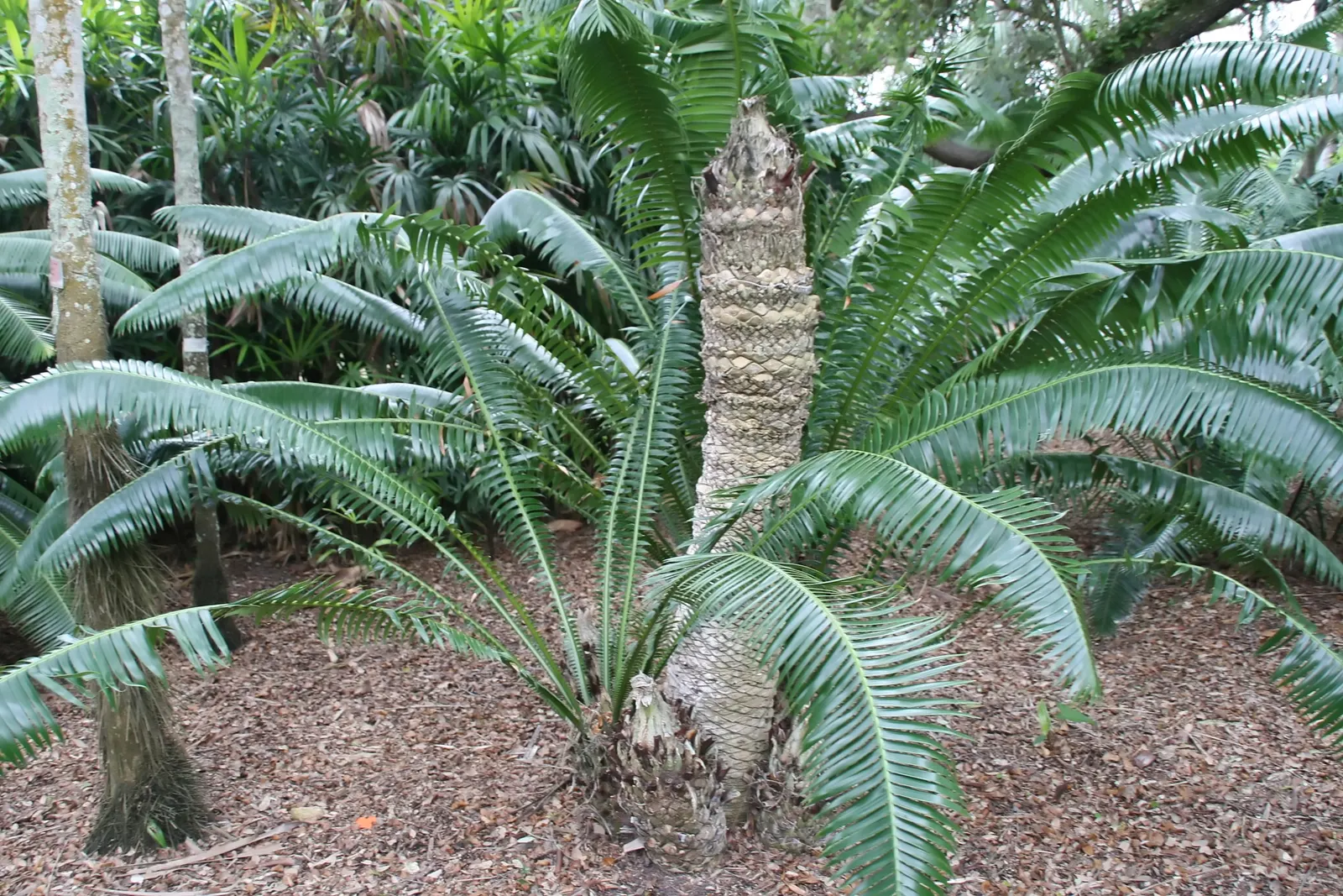 Giant Dioon (Dioon Spinulosum) — blue-green leaves that are highly textured with sharp leaflets