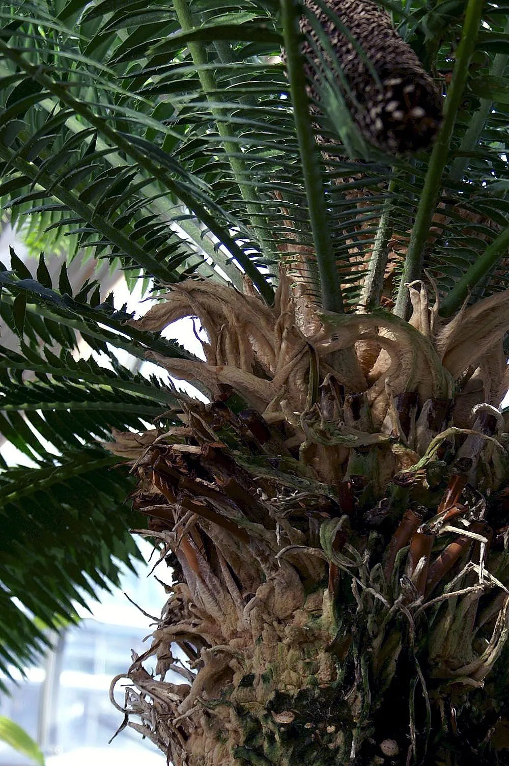 Giant Dioon (Dioon Spinulosum) — It has excellent drought tolerance once established