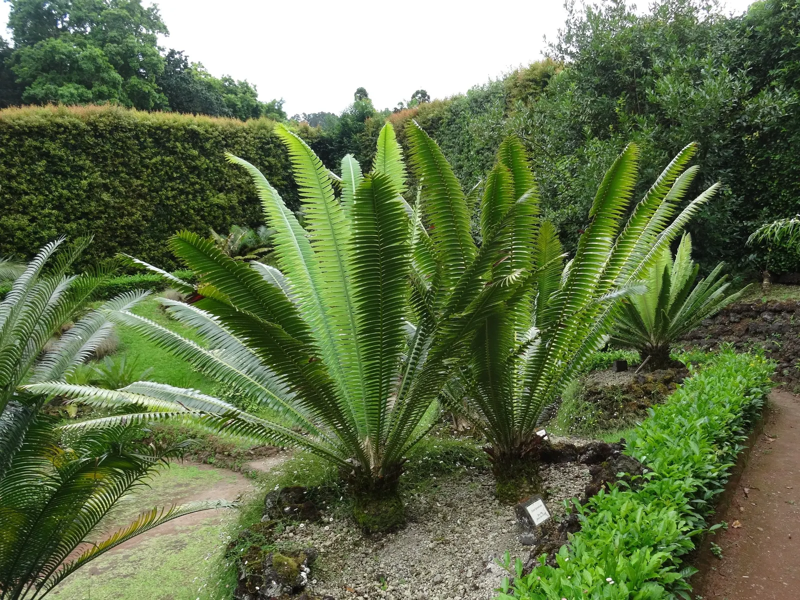 Giant Dioon (Dioon Spinulosum) — This ornamental perennial is renowned for its robust; it has excellent drought tolerance once established, image 53
