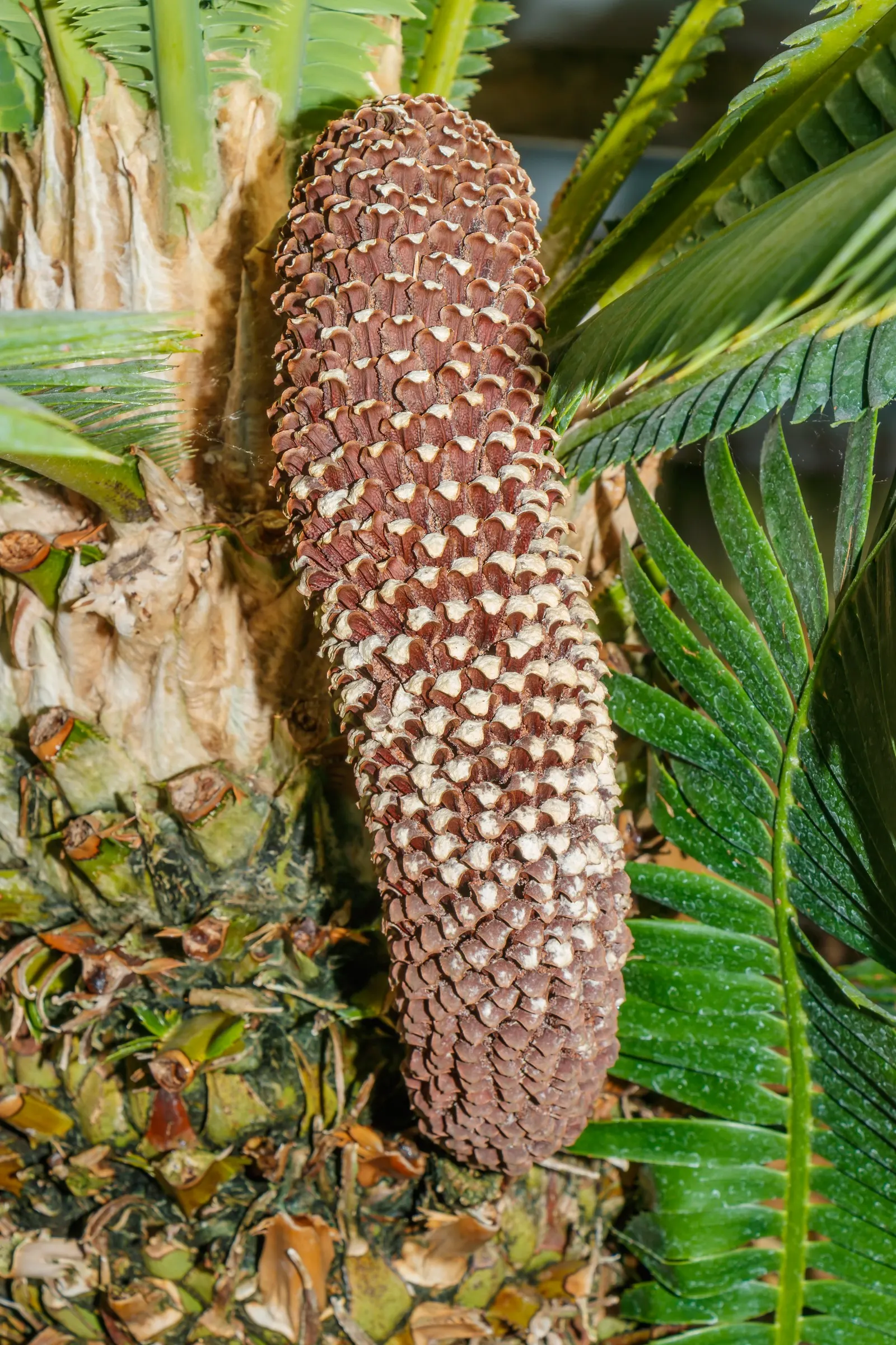 Giant Dioon (Dioon Spinulosum) — This cycad not only endures through time but also provides a year-round verdant statement; blue-green leaves that, image 65