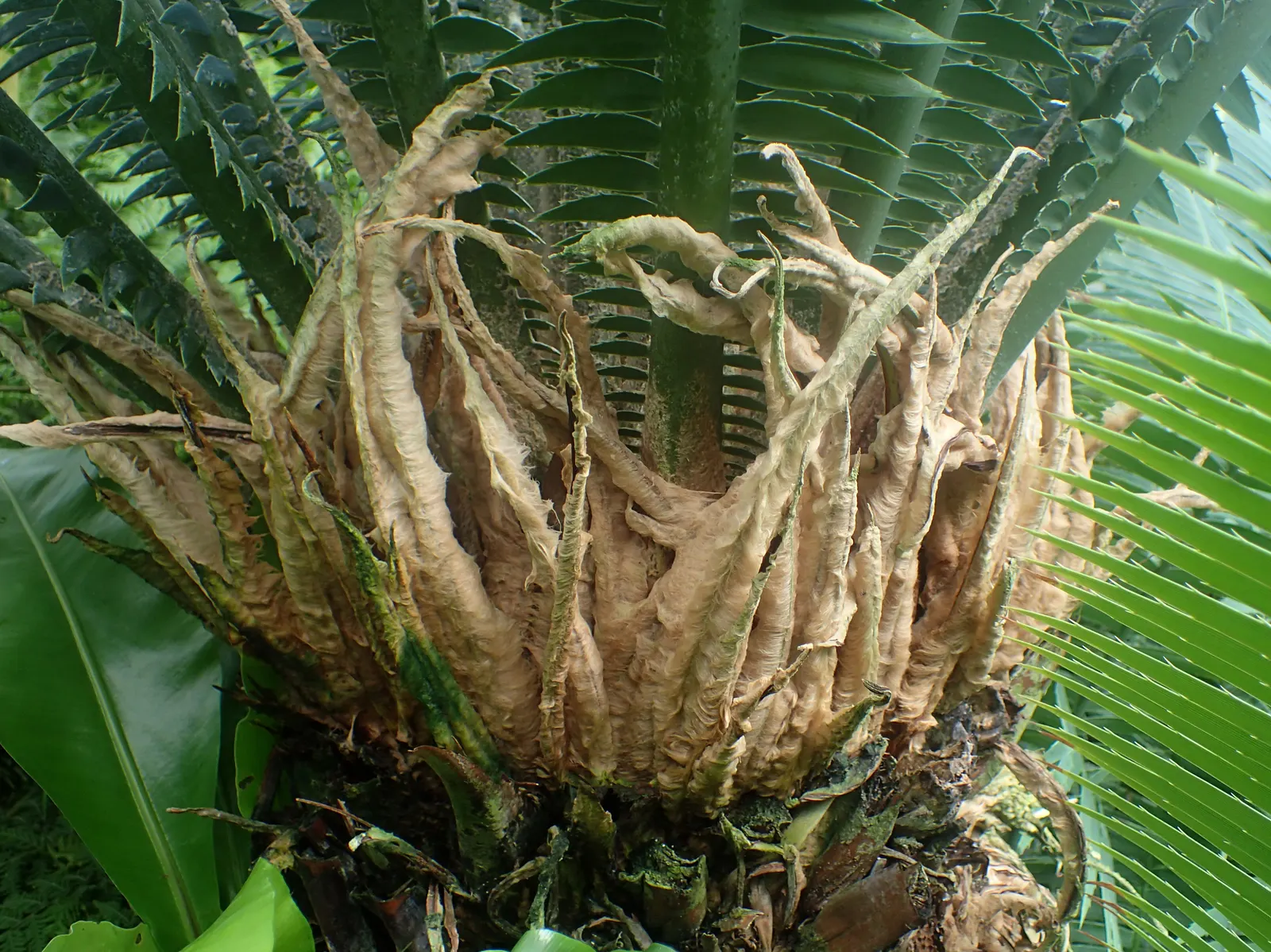 Giant Dioon (Dioon Spinulosum) — Preferring full sun to partial shade, it thrives in USDA zones 9-11; but should be protected from frost, image 69
