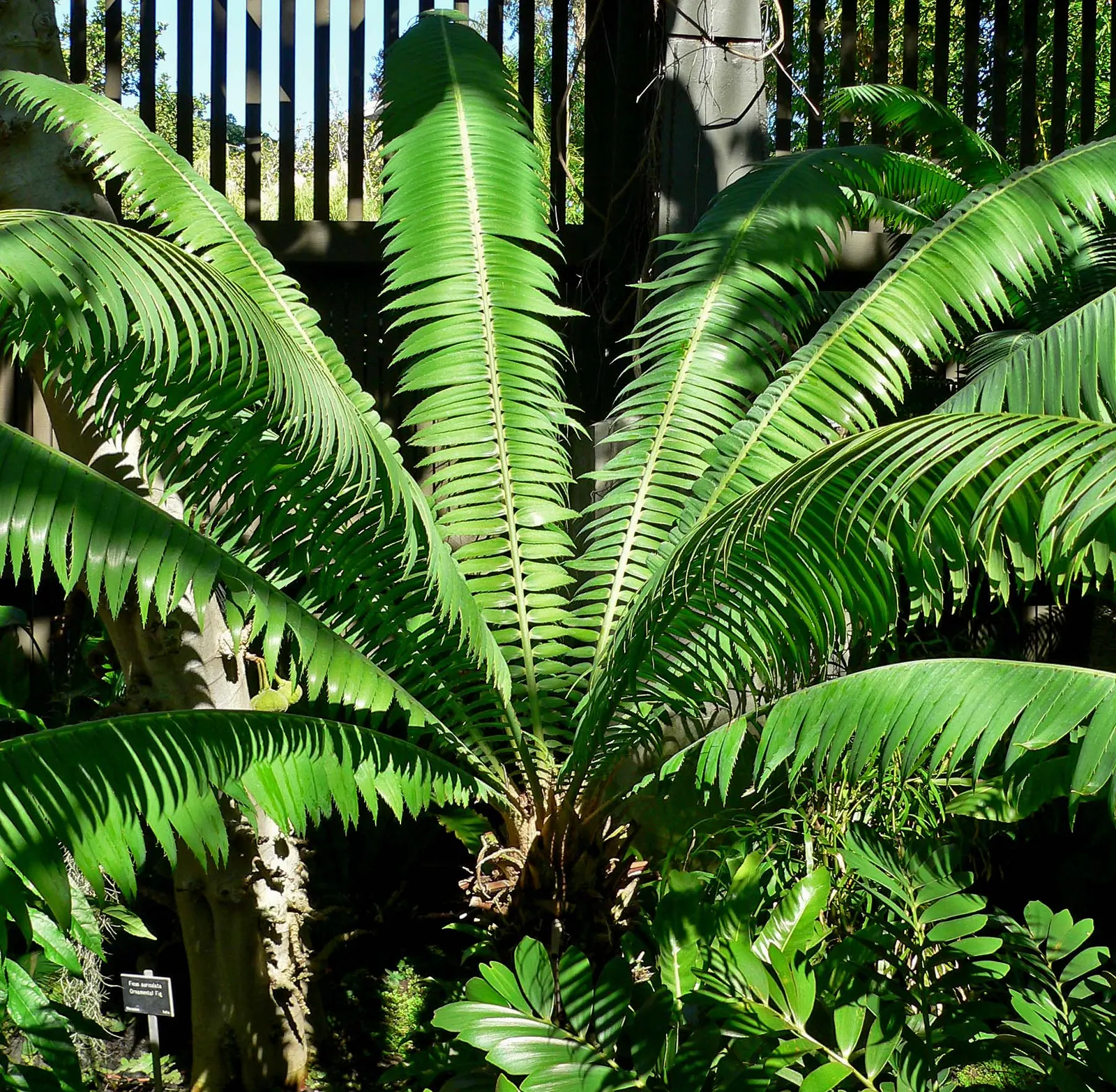 Giant Dioon (Dioon Spinulosum) — Plant with caution, as its leaves are sharp and it's toxic if ingested