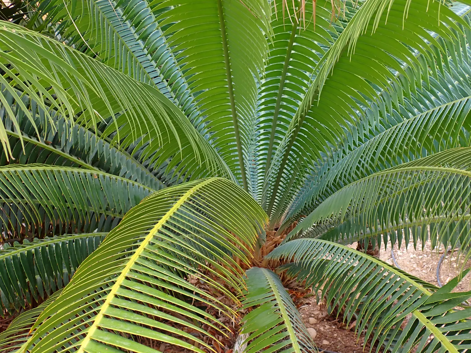 Giant Dioon (Dioon Spinulosum) — the Giant Dioon is a splendid choice