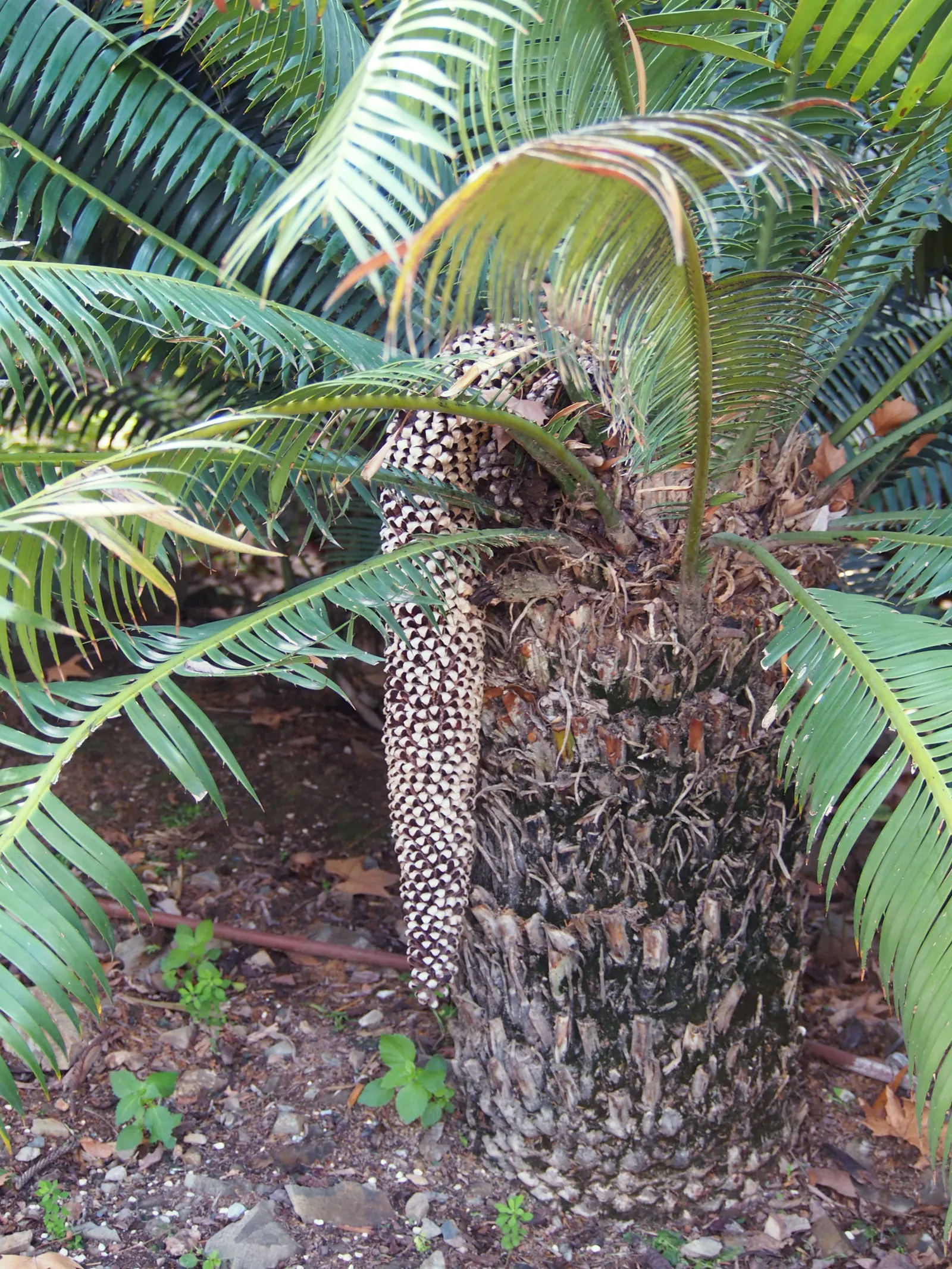 Giant Dioon (Dioon Spinulosum) — is an ancient plant type that provides a distinctive prehistoric character to any landscape