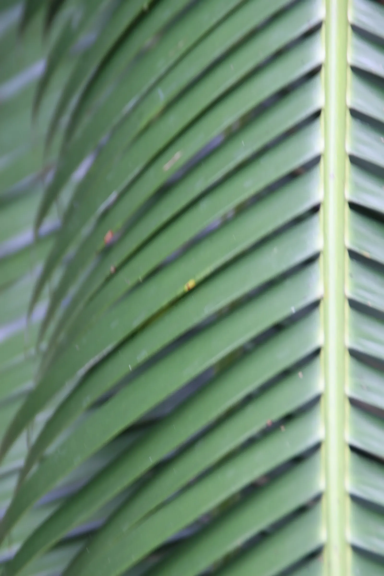 Giant Dioon (Dioon Spinulosum) — an impressive species of cycad native to Eastern Mexico; mature size reaches up to 15 feet tall, with feathery, image 73