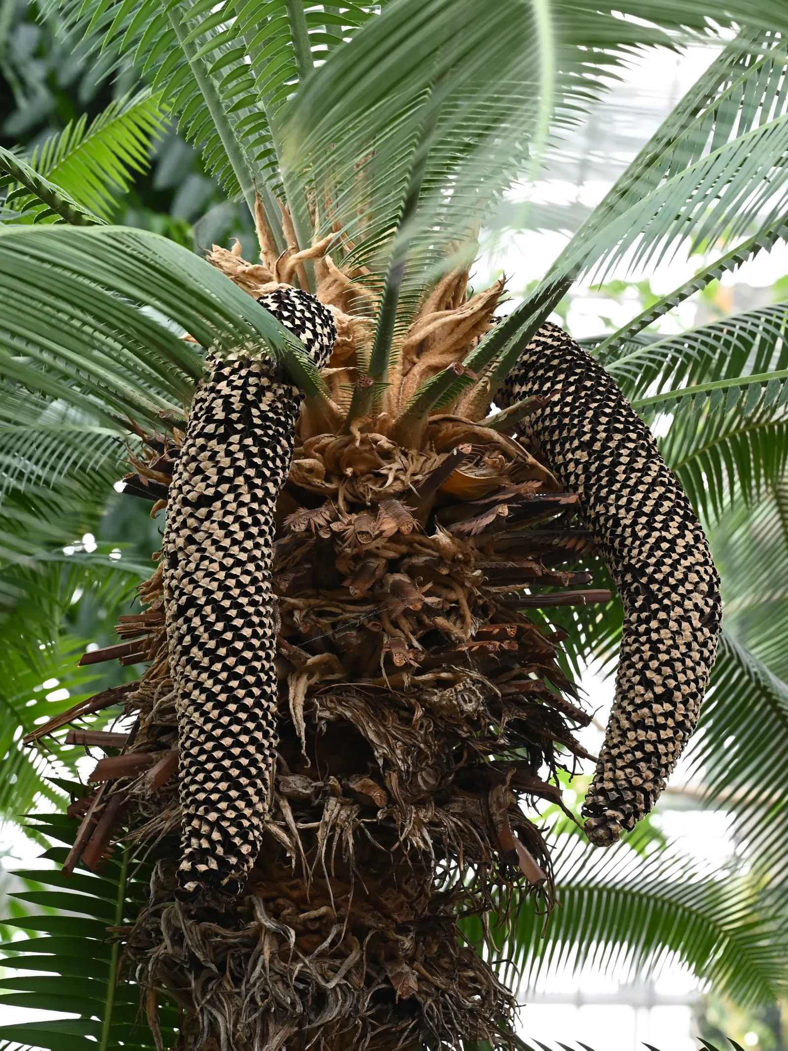 Giant Dioon (Dioon Spinulosum) — Once established, it's drought-tolerant, requiring minimal water