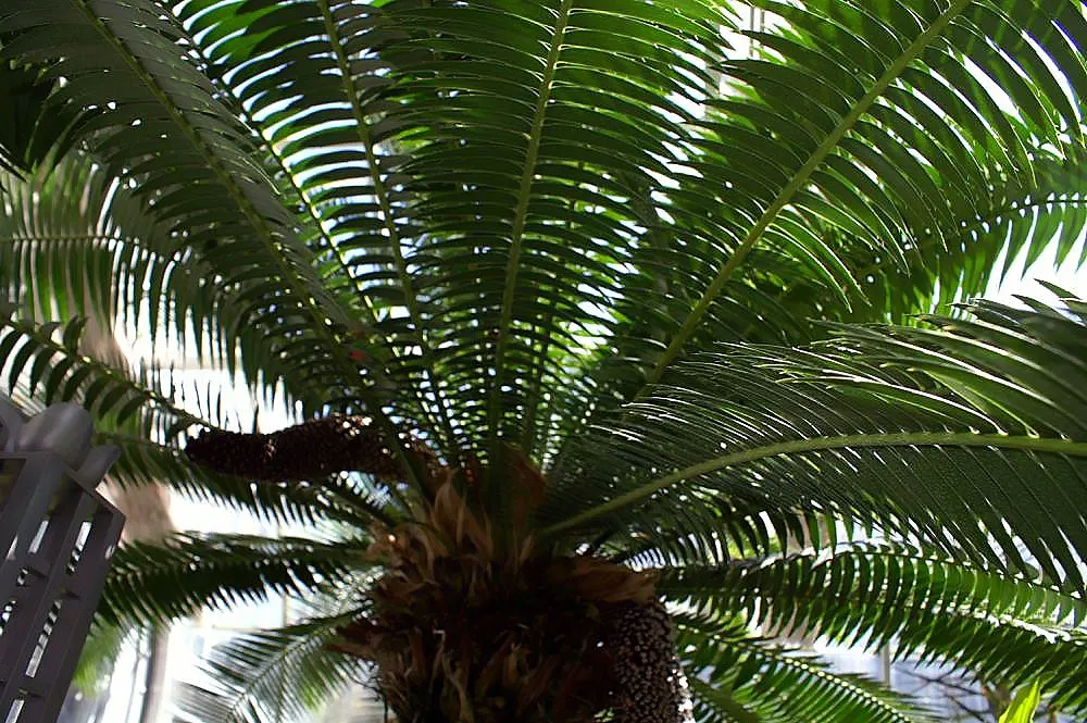 Giant Dioon (Dioon Spinulosum) — palm-like appearance and can reach a height of 12 to 15 feet with a similar canopy spread; the Giant Dioon (Dioon, image 76