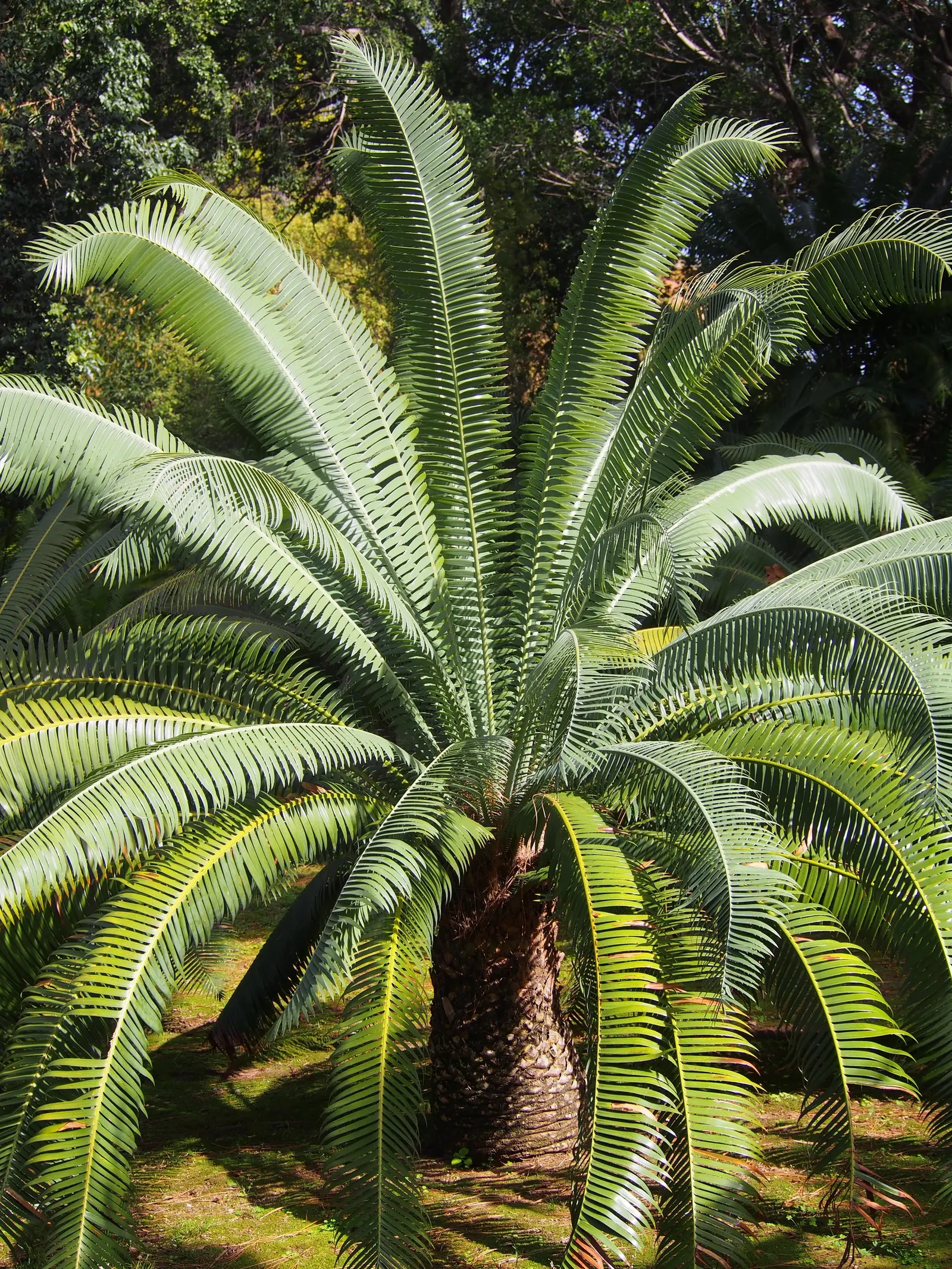 Giant Dioon (Dioon Spinulosum) — Mature size reaches up to 15 feet tall, with feathery fronds extending 6 feet; from this trunk extends an array of, image 68