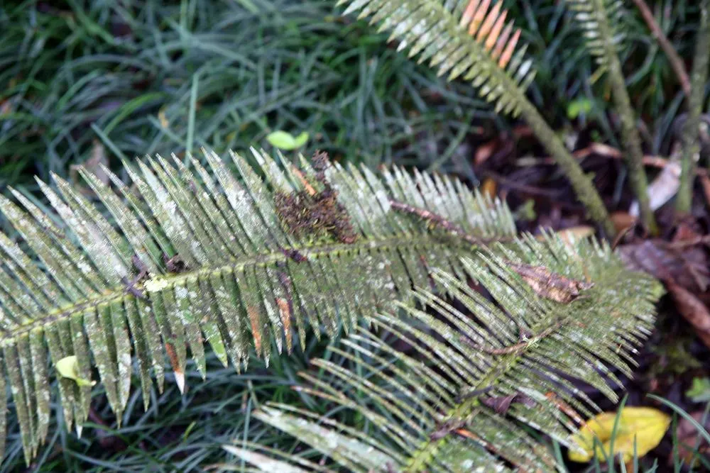 Giant Dioon (Dioon Spinulosum) — is an ancient plant type that provides a distinctive prehistoric character to any landscape; this ornamental, image 52