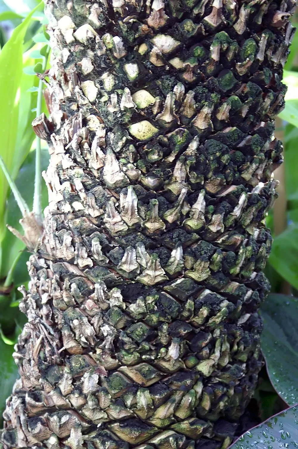 Giant Dioon (Dioon Spinulosum) — Its textured, blue-green leaves add architectural interest; palm-like appearance and can reach a height of 12 to 15 feet with