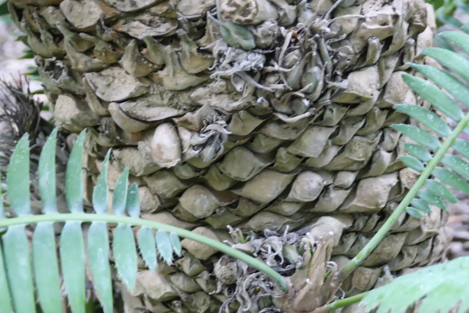 Giant Dioon (Dioon Spinulosum) — but should be protected from frost; these leaves form a rosette pattern creating a symmetrical and architectural, image 62