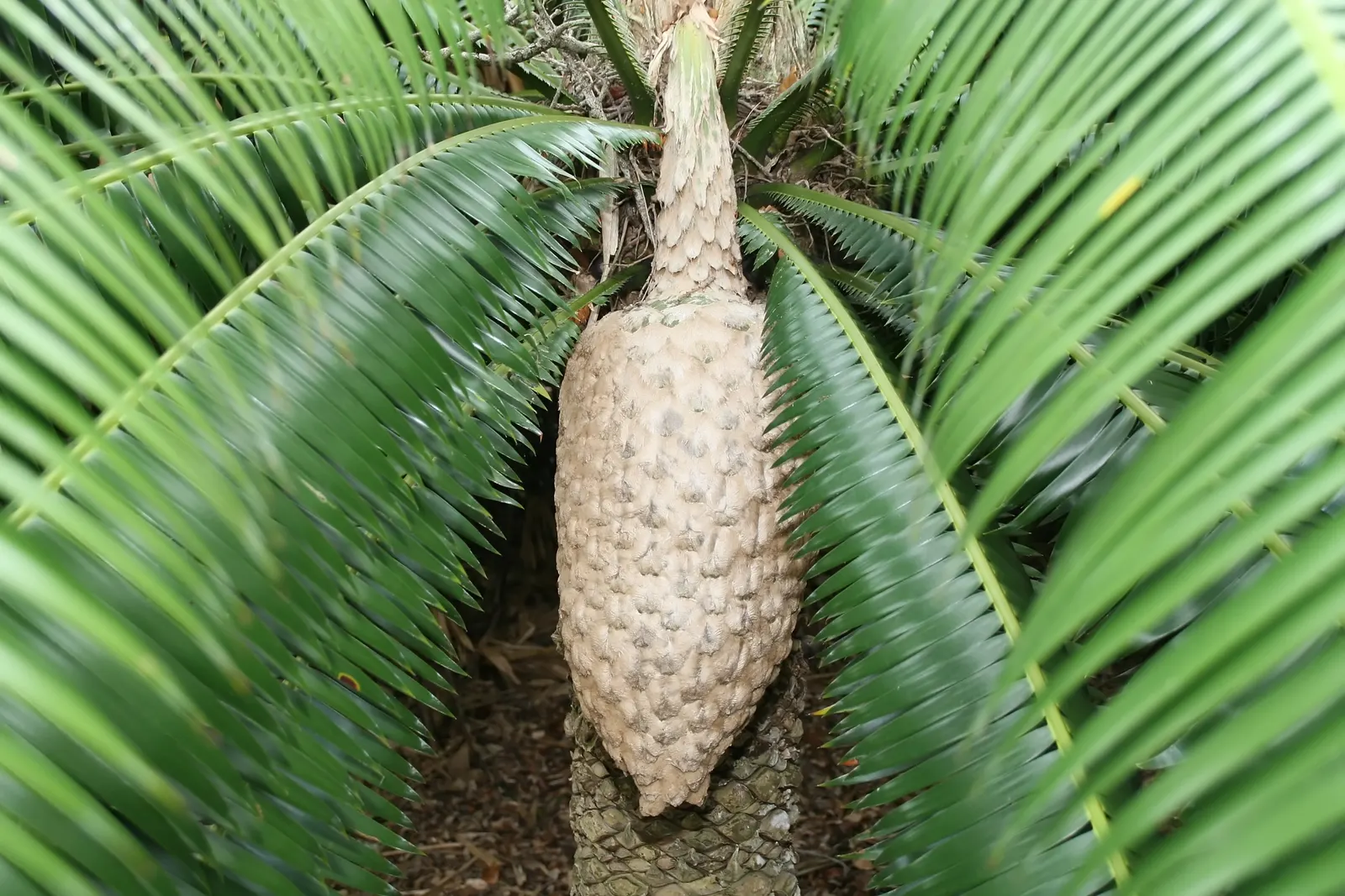 Giant Dioon (Dioon Spinulosum) — blue-green leaves that are highly textured with sharp leaflets; this cycad prefers full to partial sun exposure, image 56
